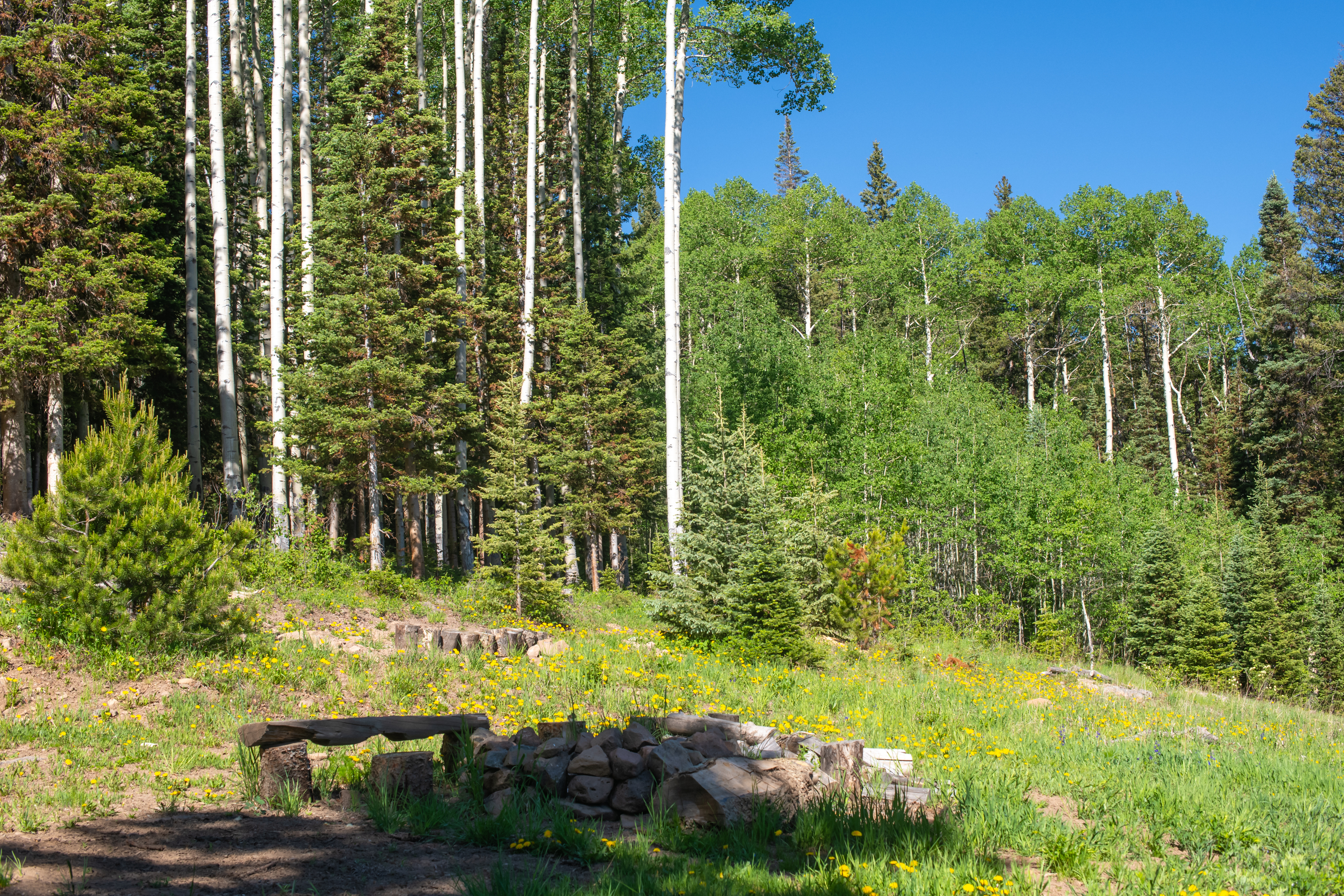  141 White Buffalo Trail, Crested Butte, CO, 81224 - 物件實景