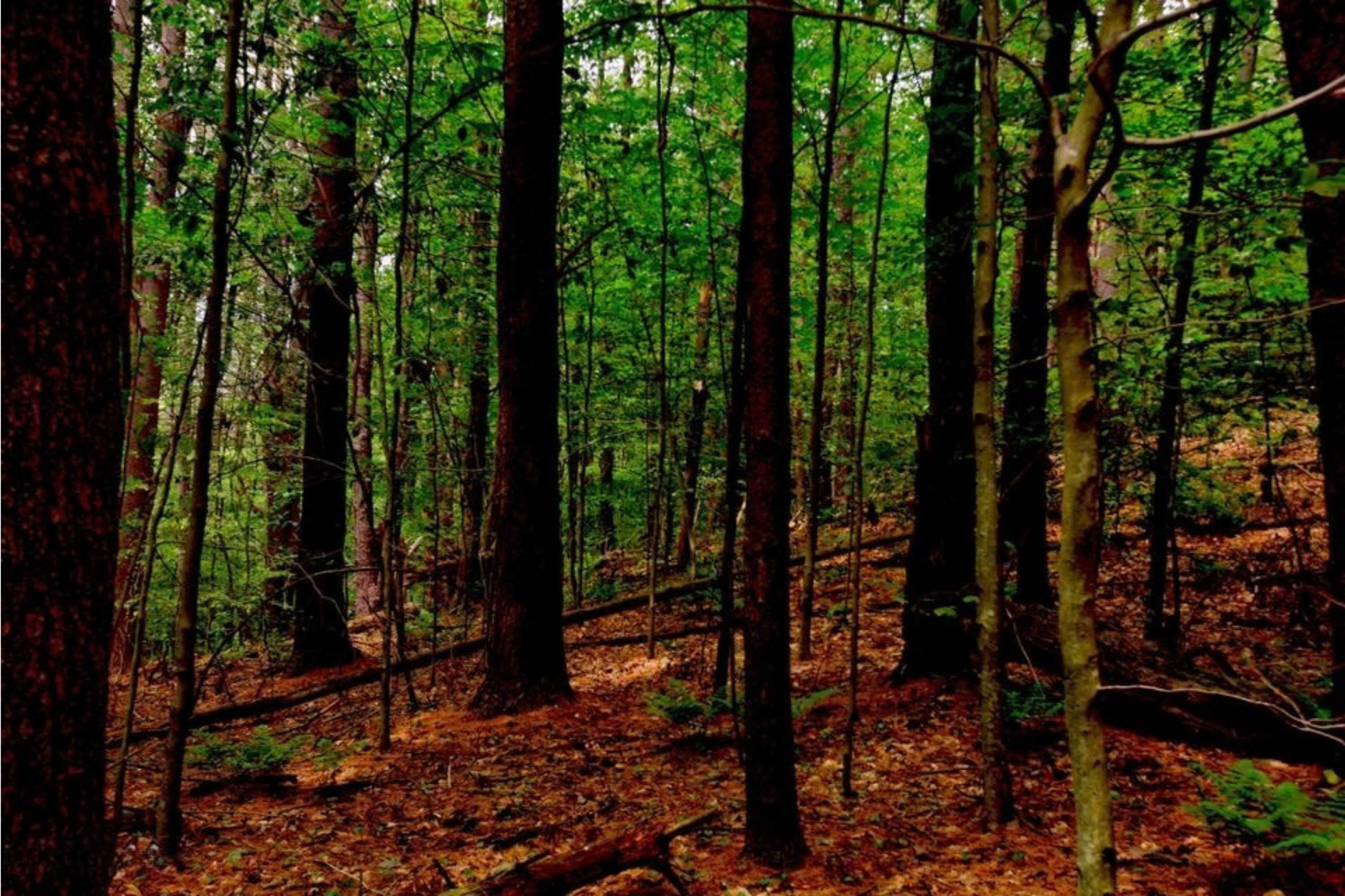  21 Acres Between 2 Parcels of Conservation Land Offering Significant Development - 物件實景
