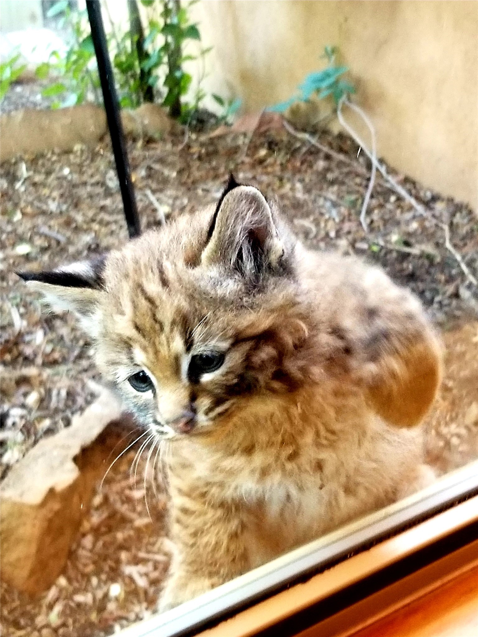  62 Encantado Loop - 物件實景