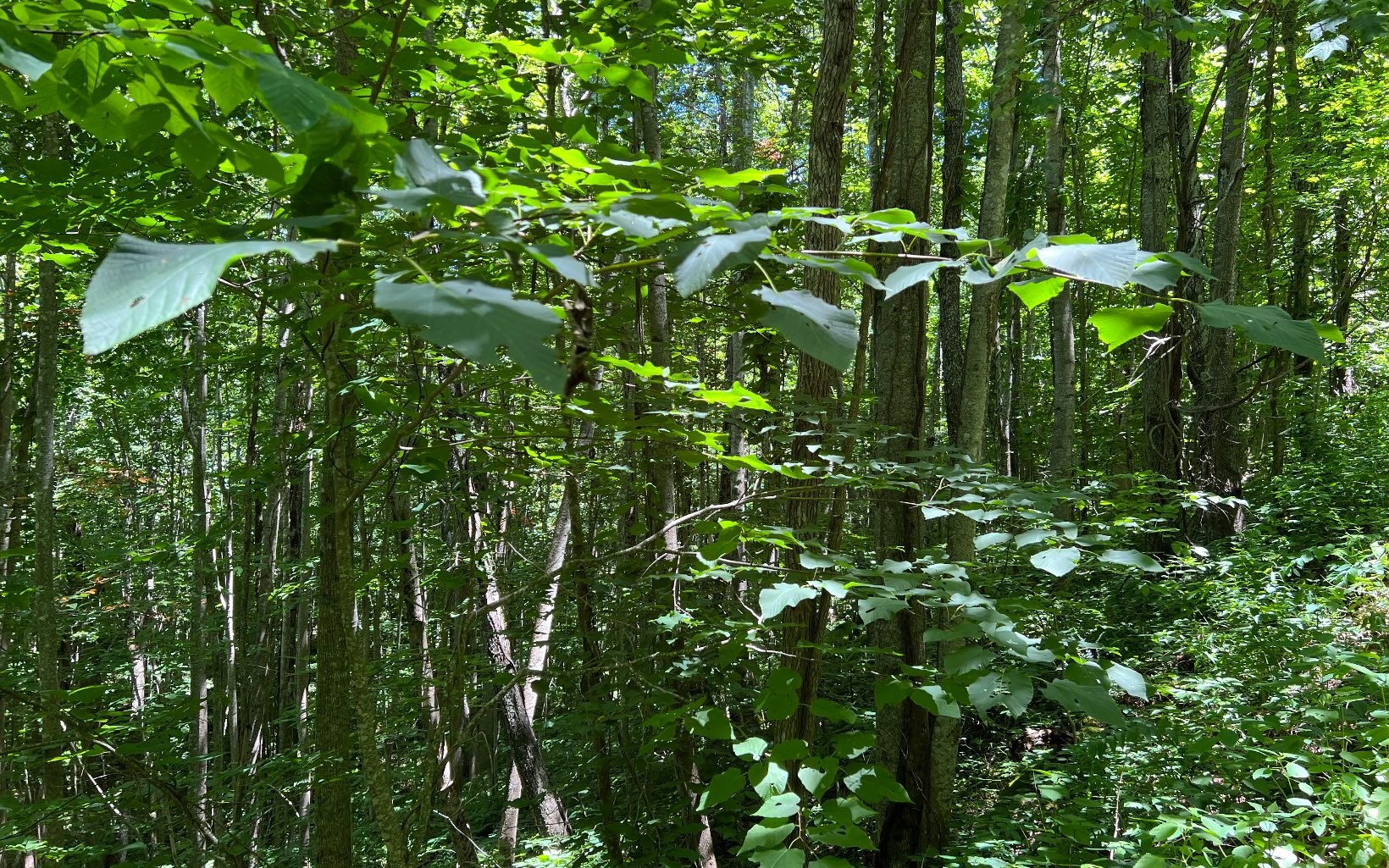 101ac Lori'S Mountain, Hayesville, North Carolina, 28904, United States, ,Residential,For Sale,101ac Lori'S Mountain,1304629