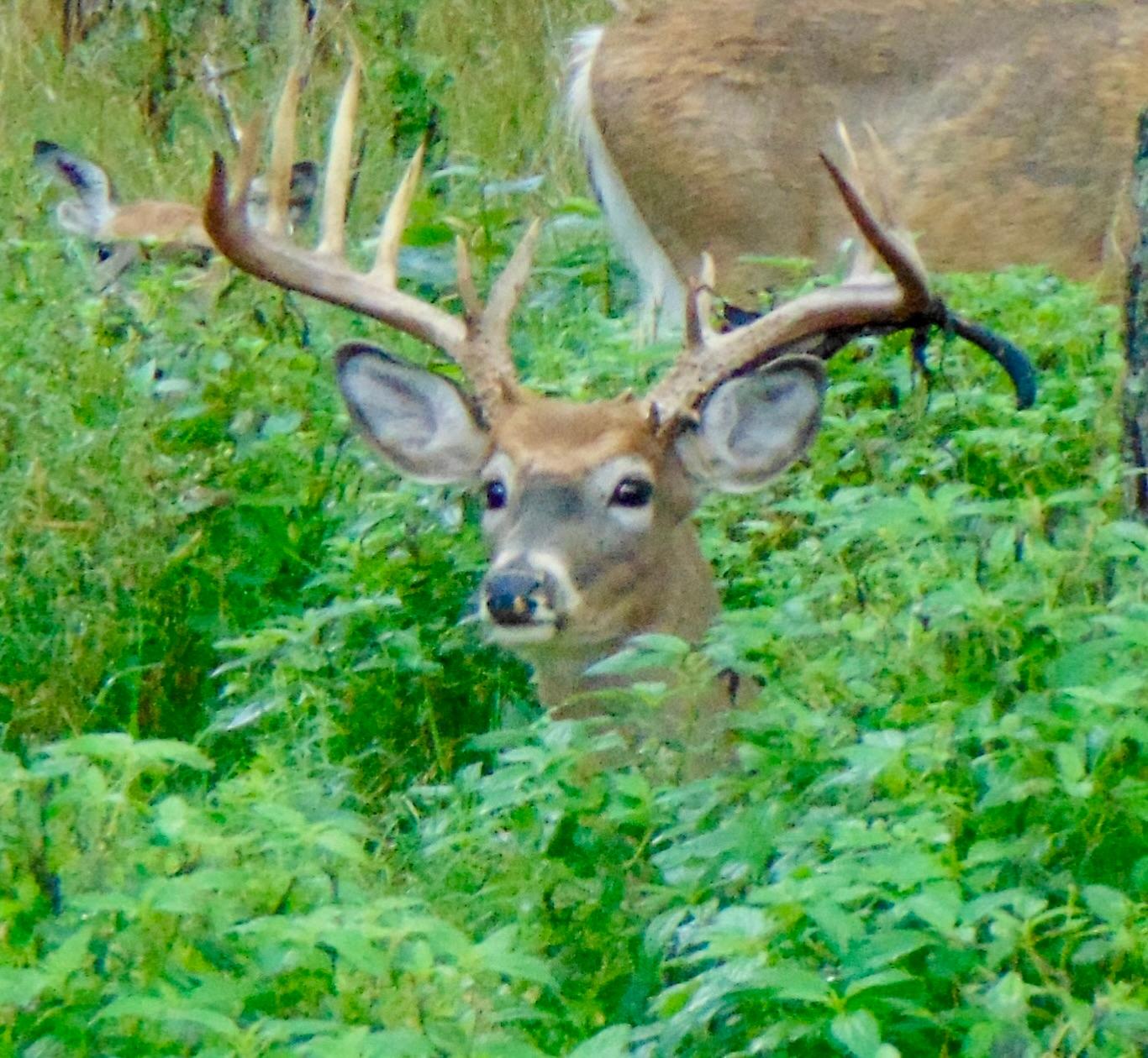 Lake Tomahawk, Wisconsin, 54487, United States, ,Residential,For Sale,1973874