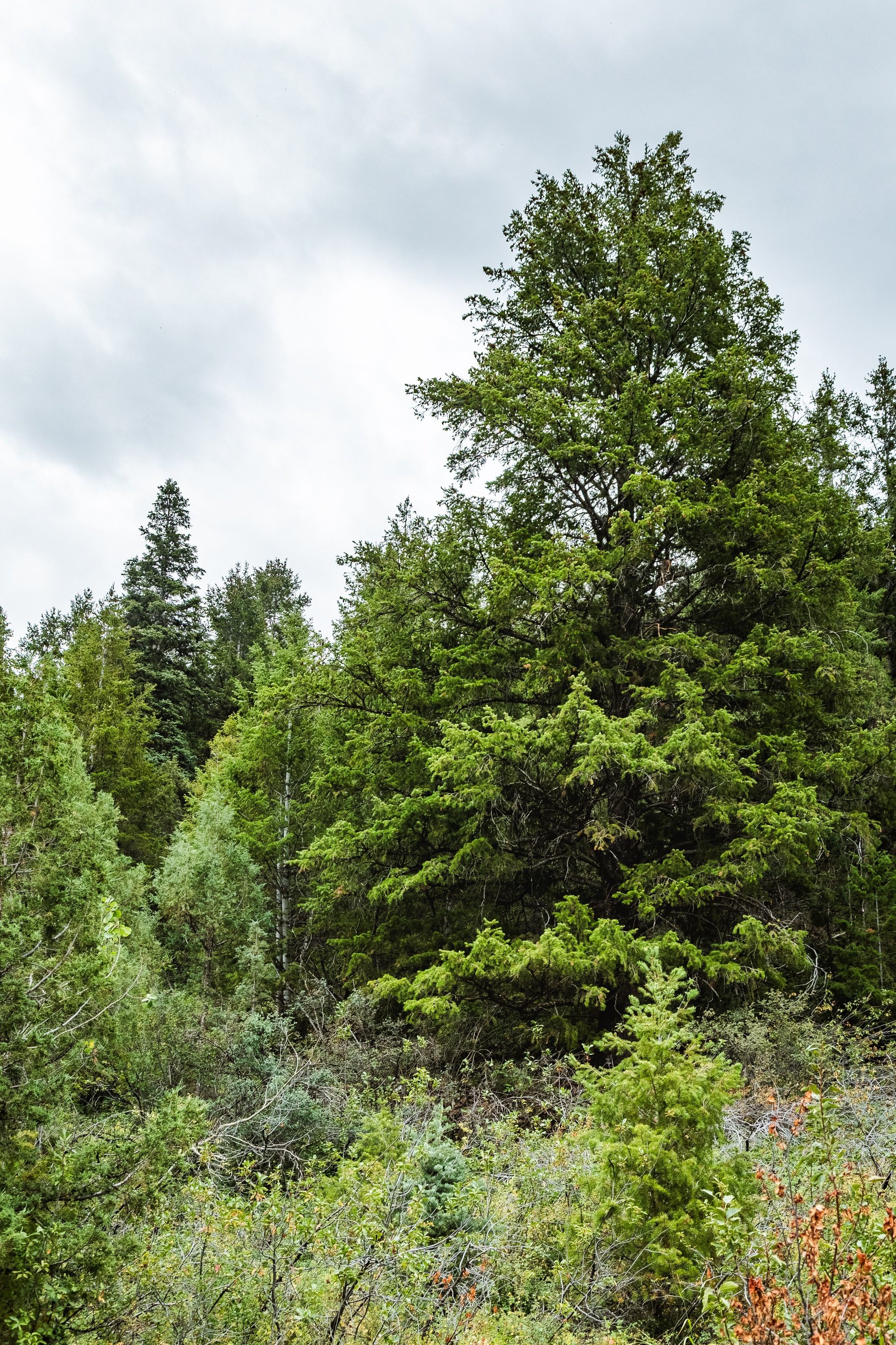  One+ Acre Off Mirror Lake Highway  Power, Septic Plan & Year Round Access - 物件實景