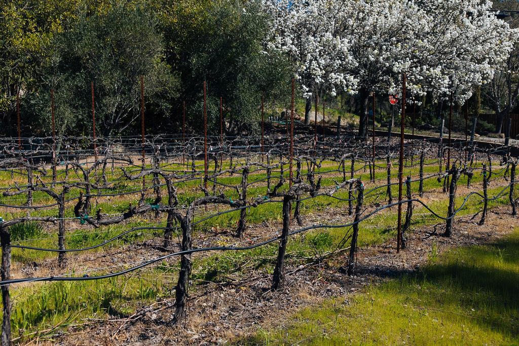 Saint Helena, California, 94574, United States, ,Residential,For Sale,1736432