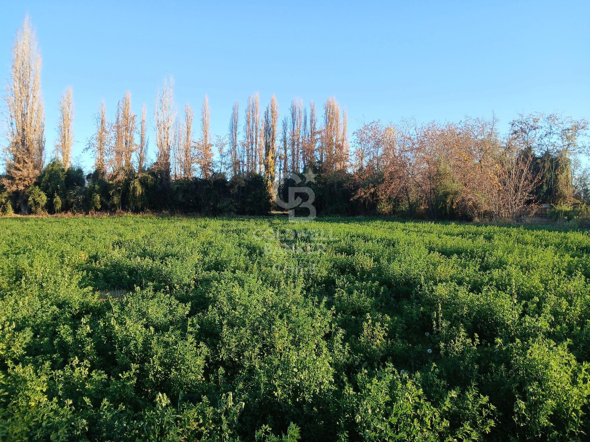 San Esteban, Chile, ,Land,For Sale,1926022