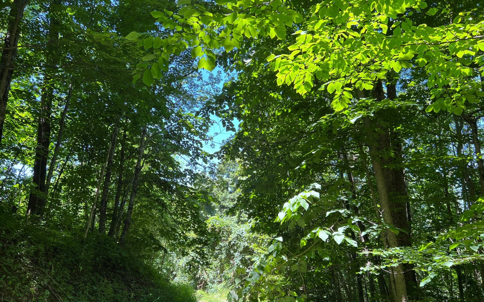 101ac Lori'S Mountain, Hayesville, North Carolina, 28904, United States, ,Residential,For Sale,101ac Lori'S Mountain,1304629