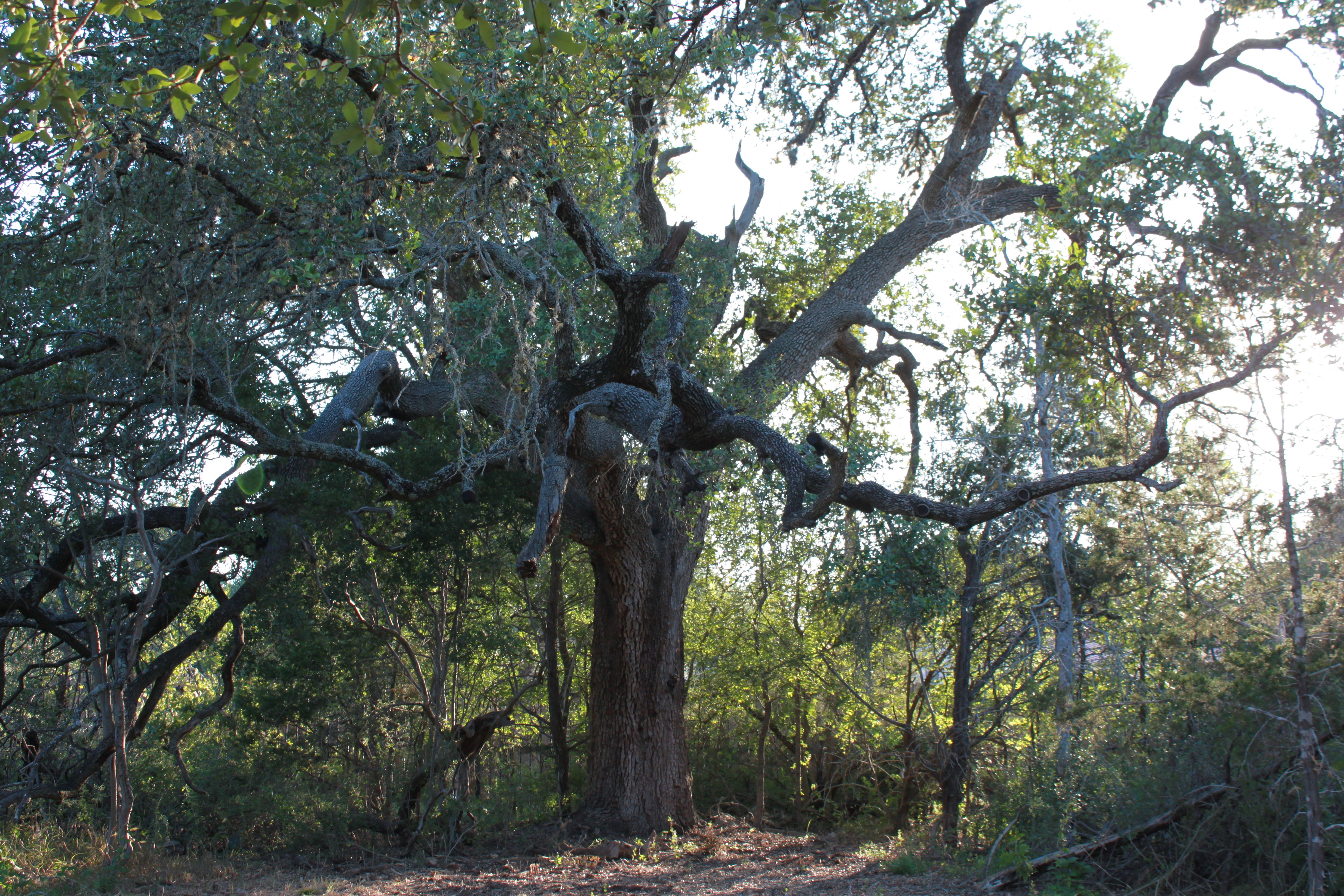  3 Acres of Hill Country Ready to Build on - 物件實景