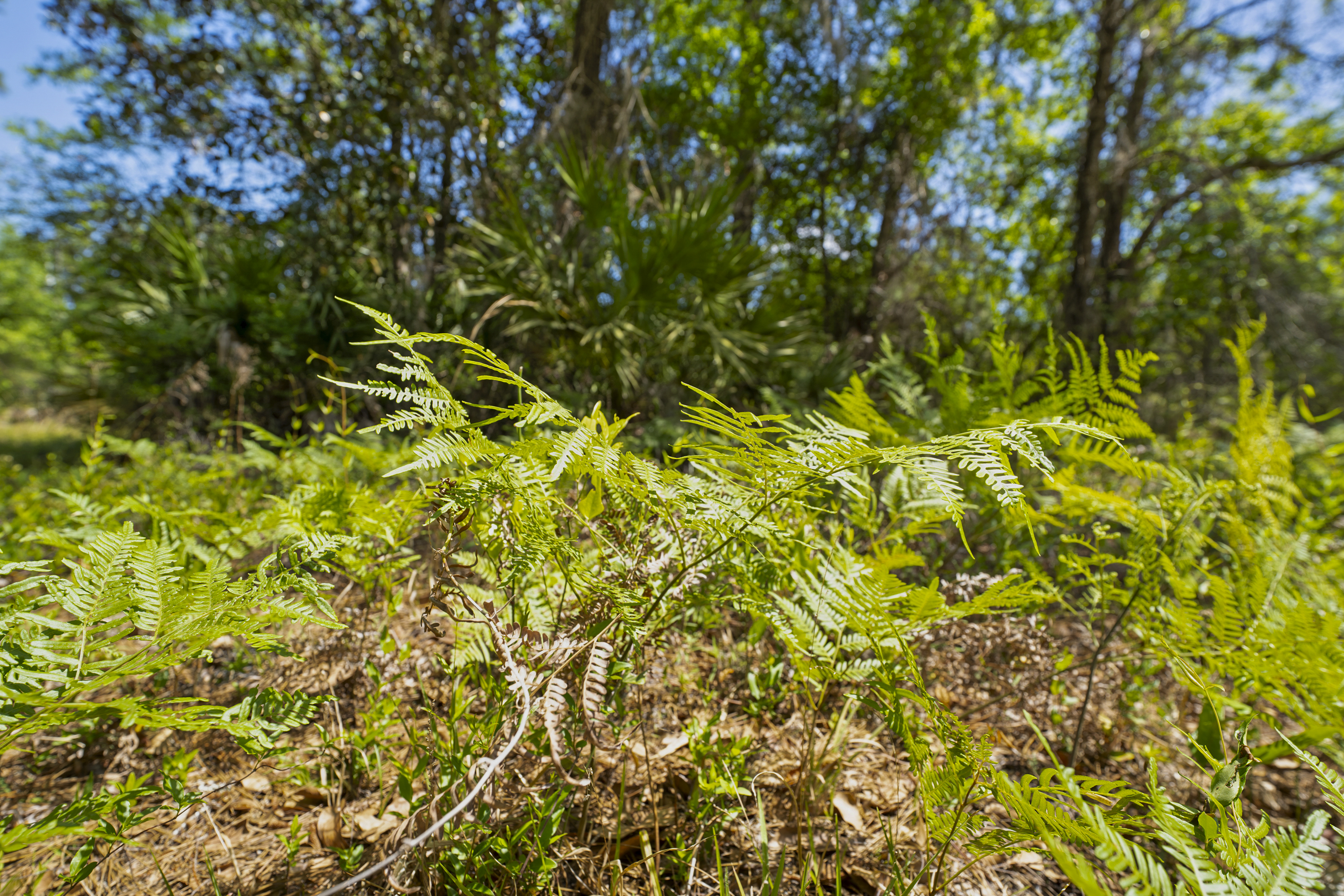  5371 Church Road, St. Augustine, FL, 32092 - 物件實景