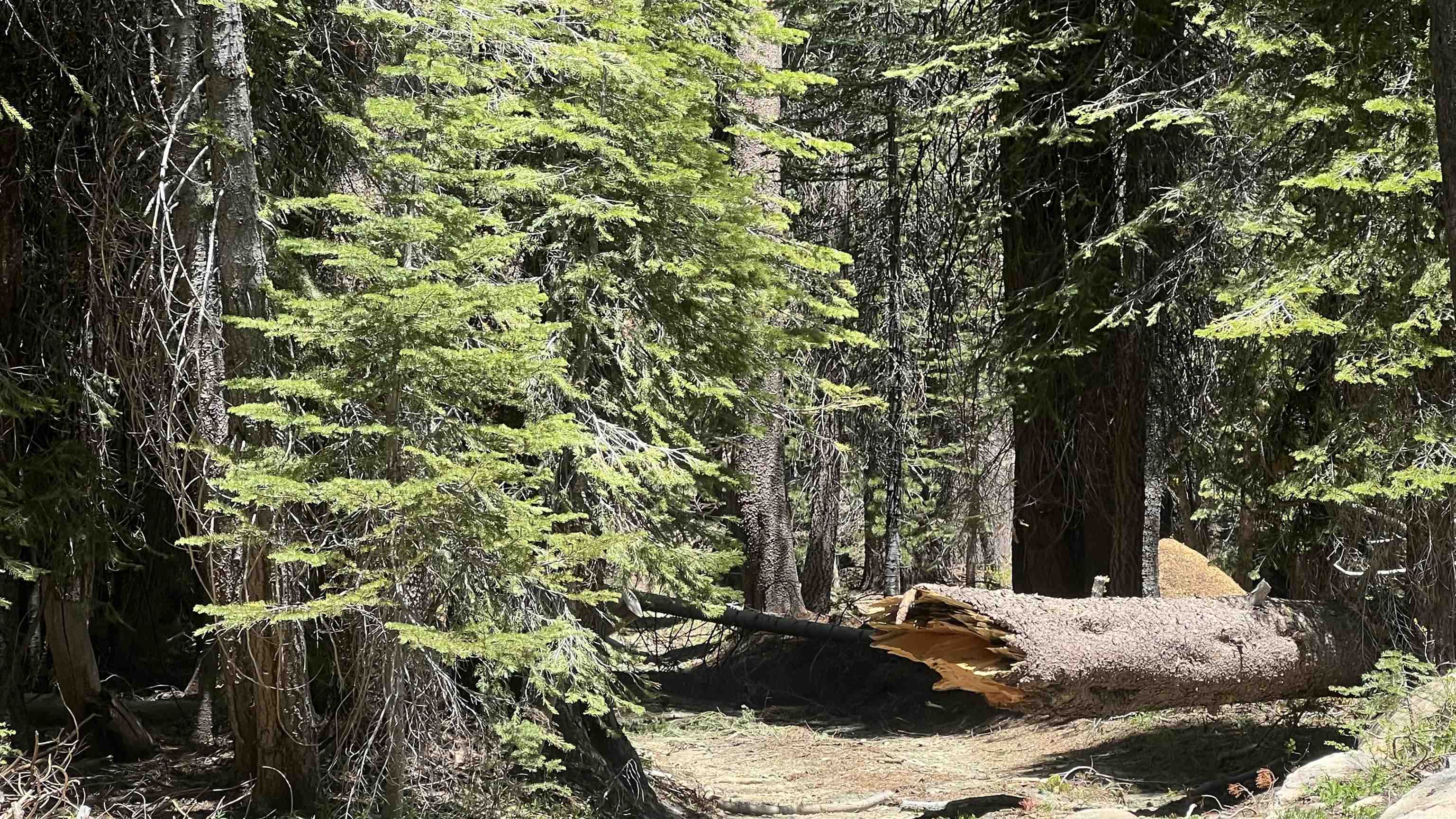 Soda Springs, California, 95728, United States, ,Land,For Sale,1998157