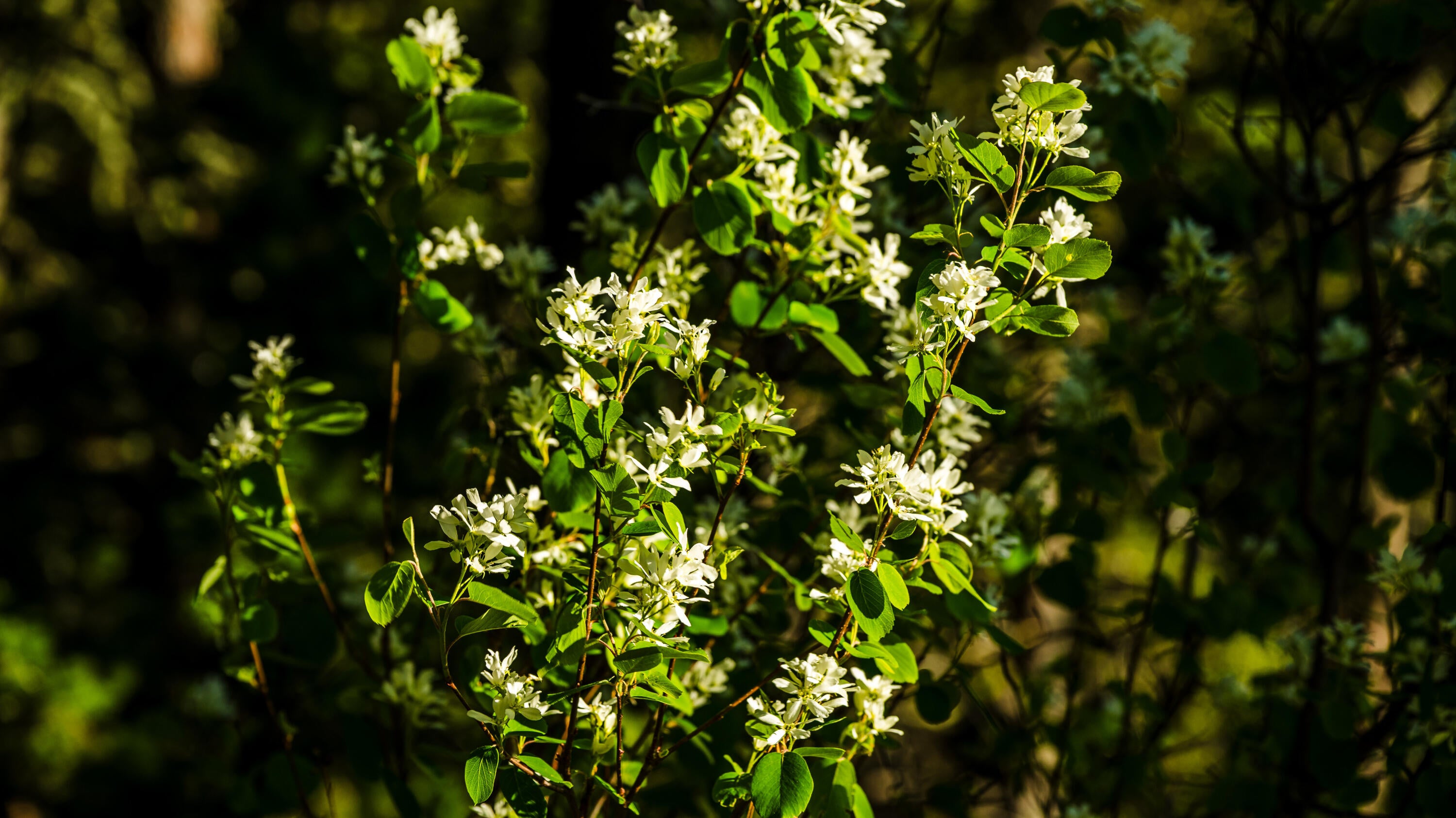 Big Horn, Wyoming, 82833, United States, ,Residential,For Sale,2011314