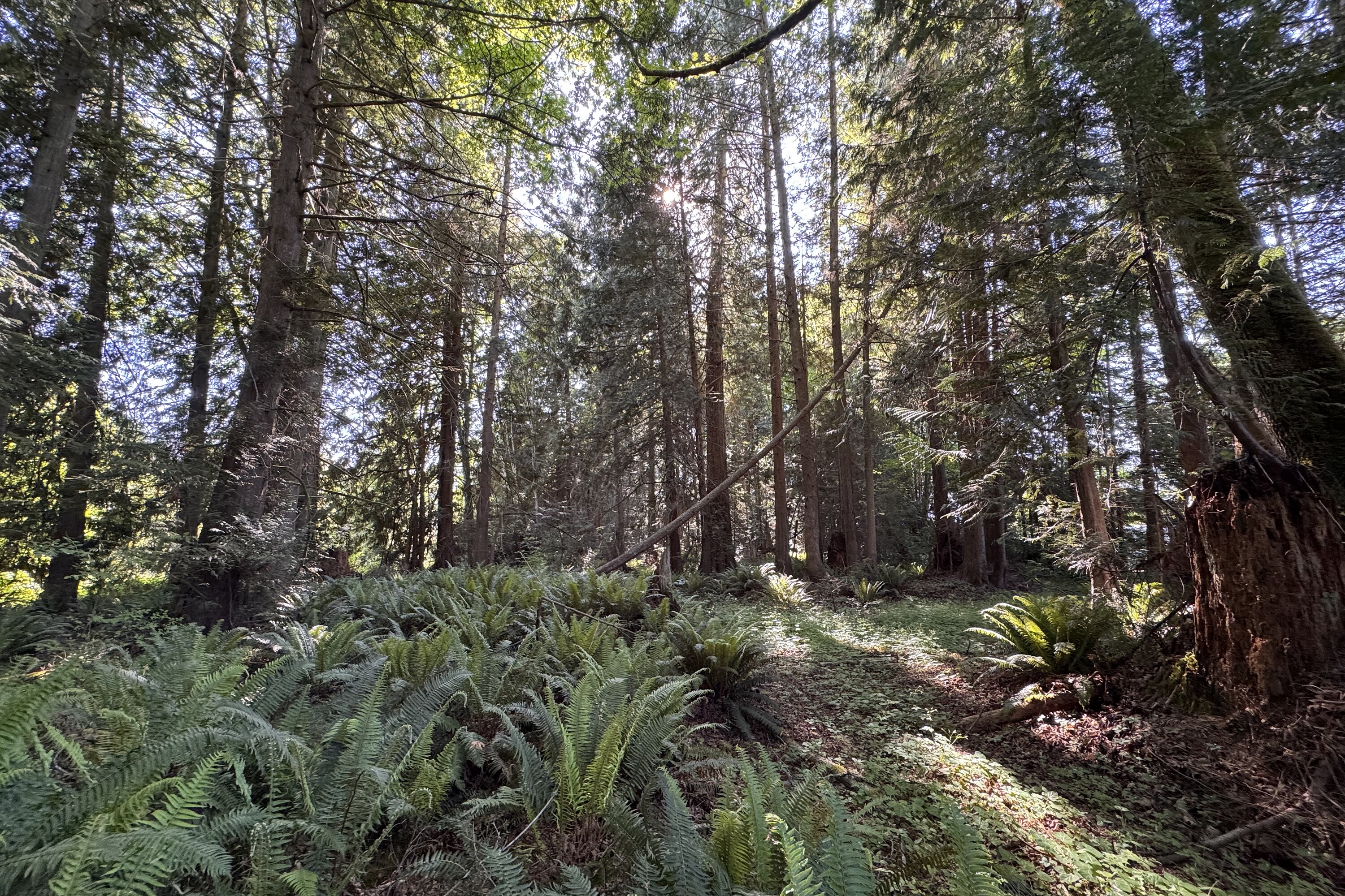  Sechelt, Sunshine Coast - 物件實景