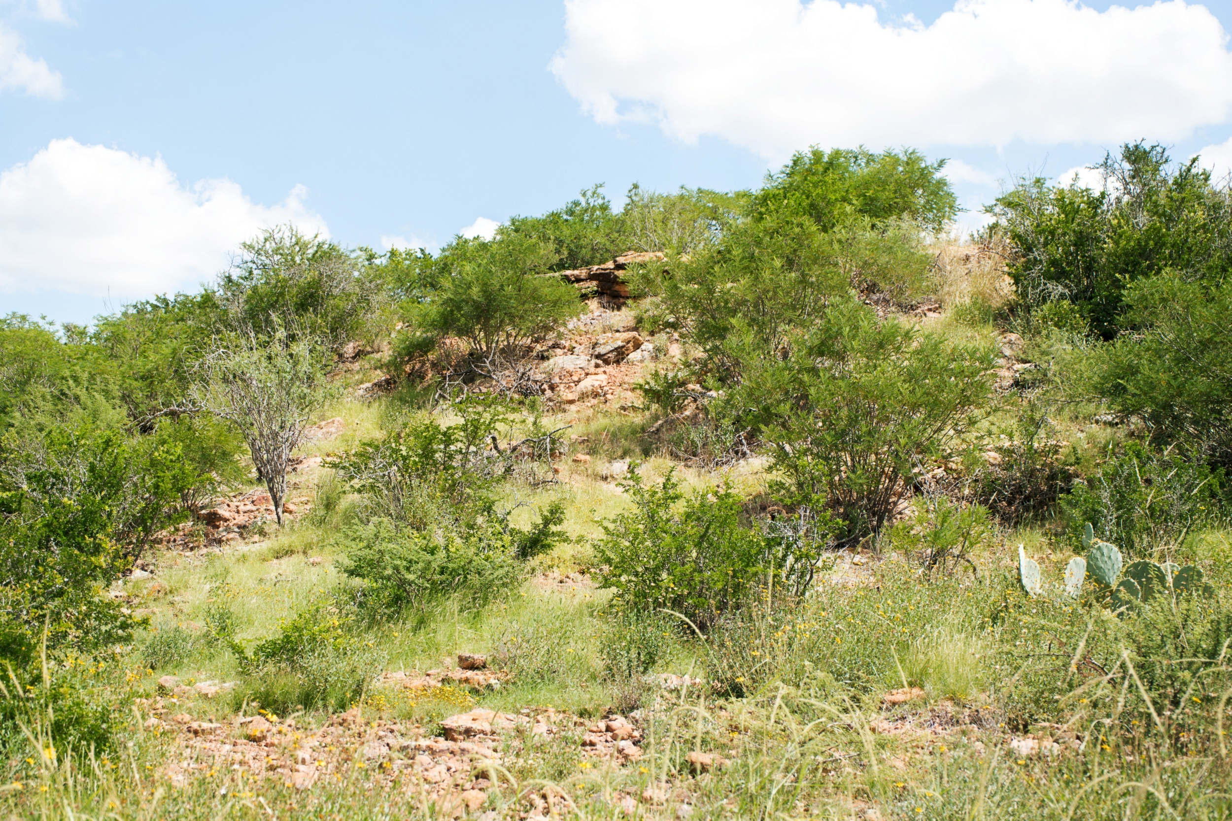  Moro Creek Ranch in Dimmit County - 物件實景