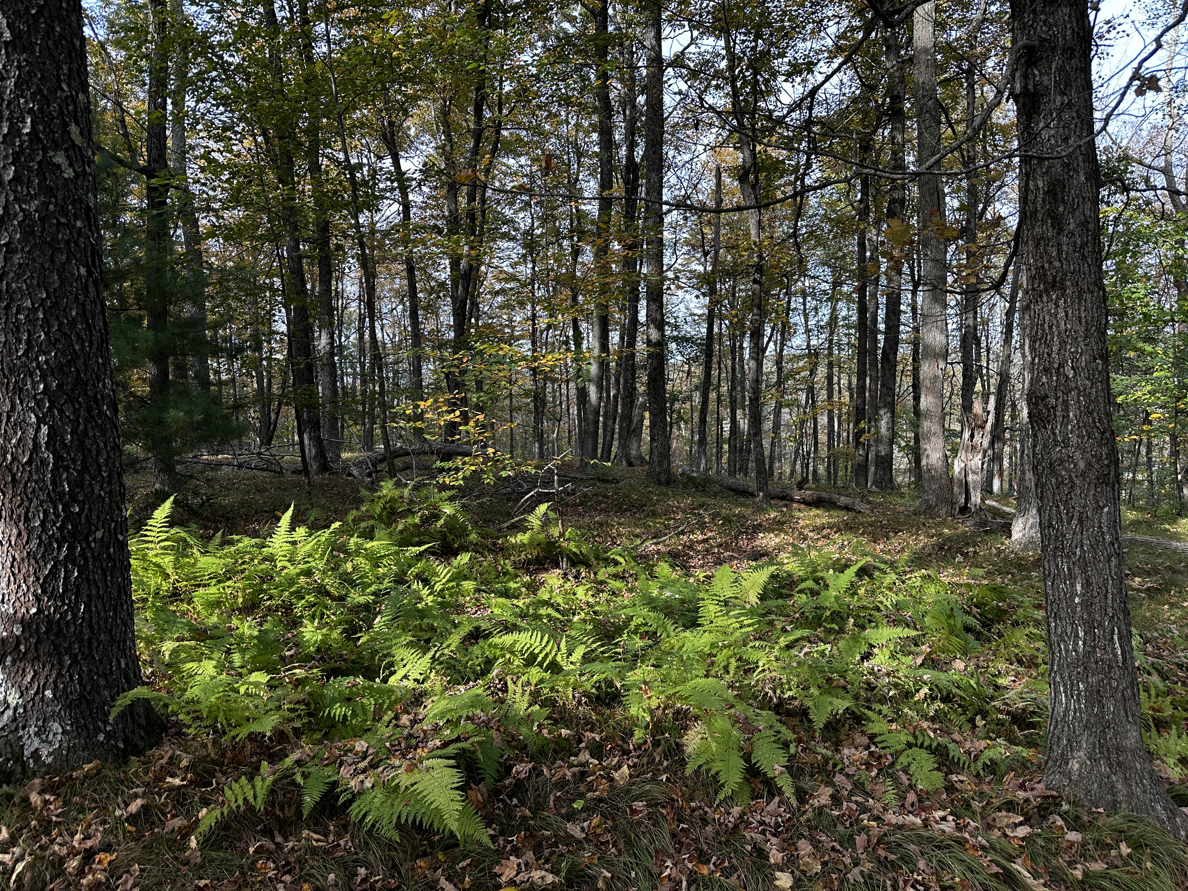  000000 Norfolk Road - 物件實景