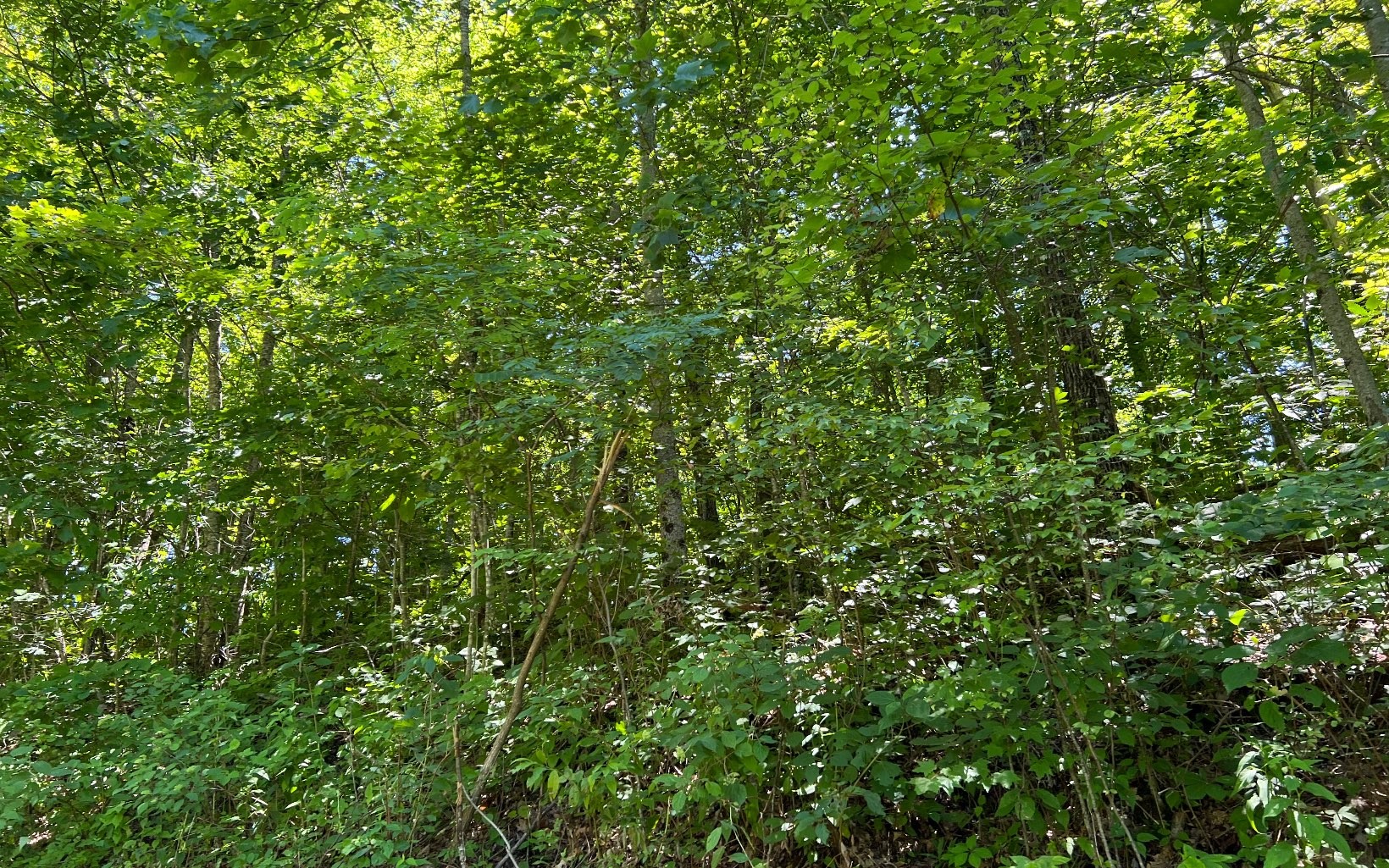 101ac Lori'S Mountain, Hayesville, North Carolina, 28904, United States, ,Residential,For Sale,101ac Lori'S Mountain,1304629