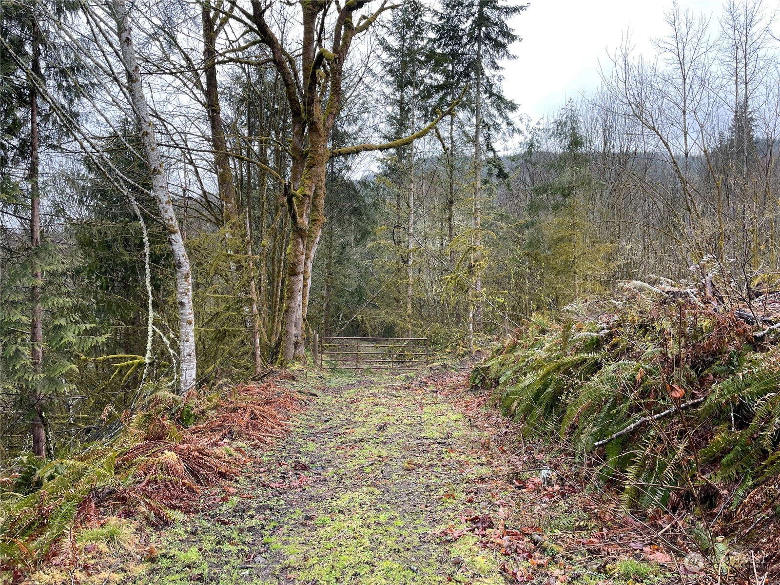 0 Fallert Road, Kalama, Washington, 98625, United States, ,Land,For Sale,0 Fallert Road,1273199