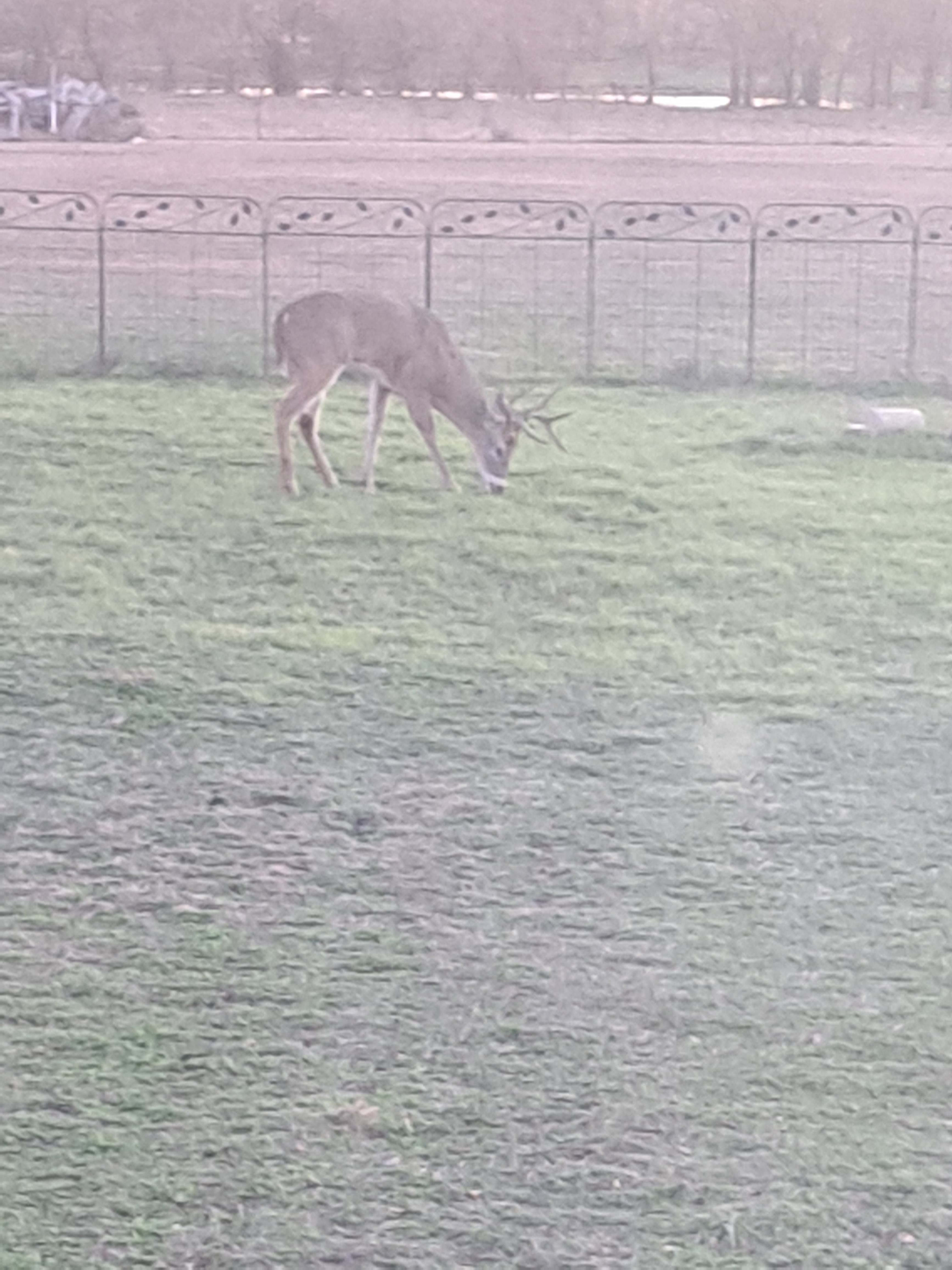 Decatur, Texas, 76234, United States, 3 Bedrooms Bedrooms, ,2 BathroomsBathrooms,Residential,For Sale,1981481