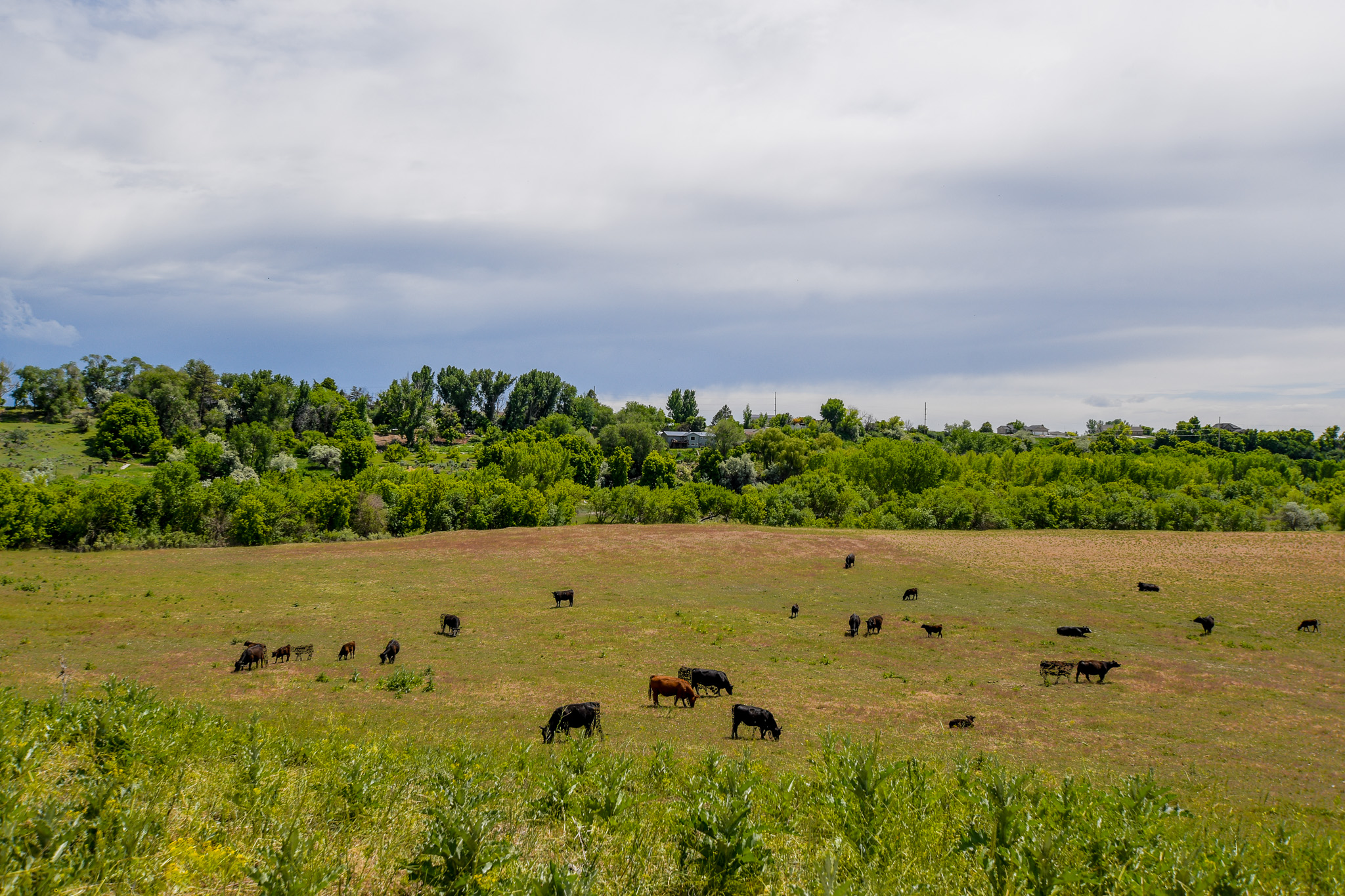Deweyville, Utah, 84309, United States, ,Land,For Sale,1848401
