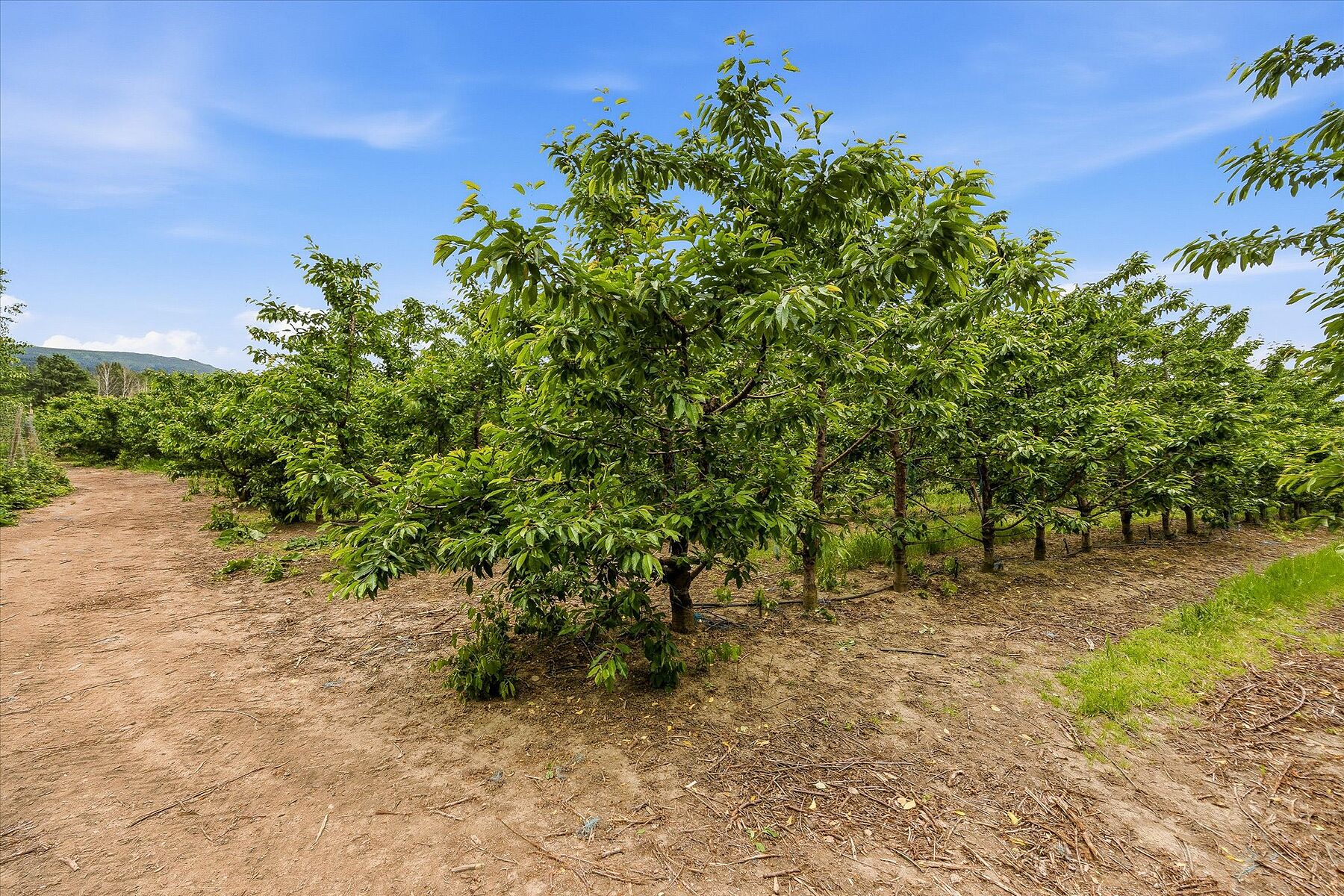 17.66 Acre Cherry Orchard - 物件實景