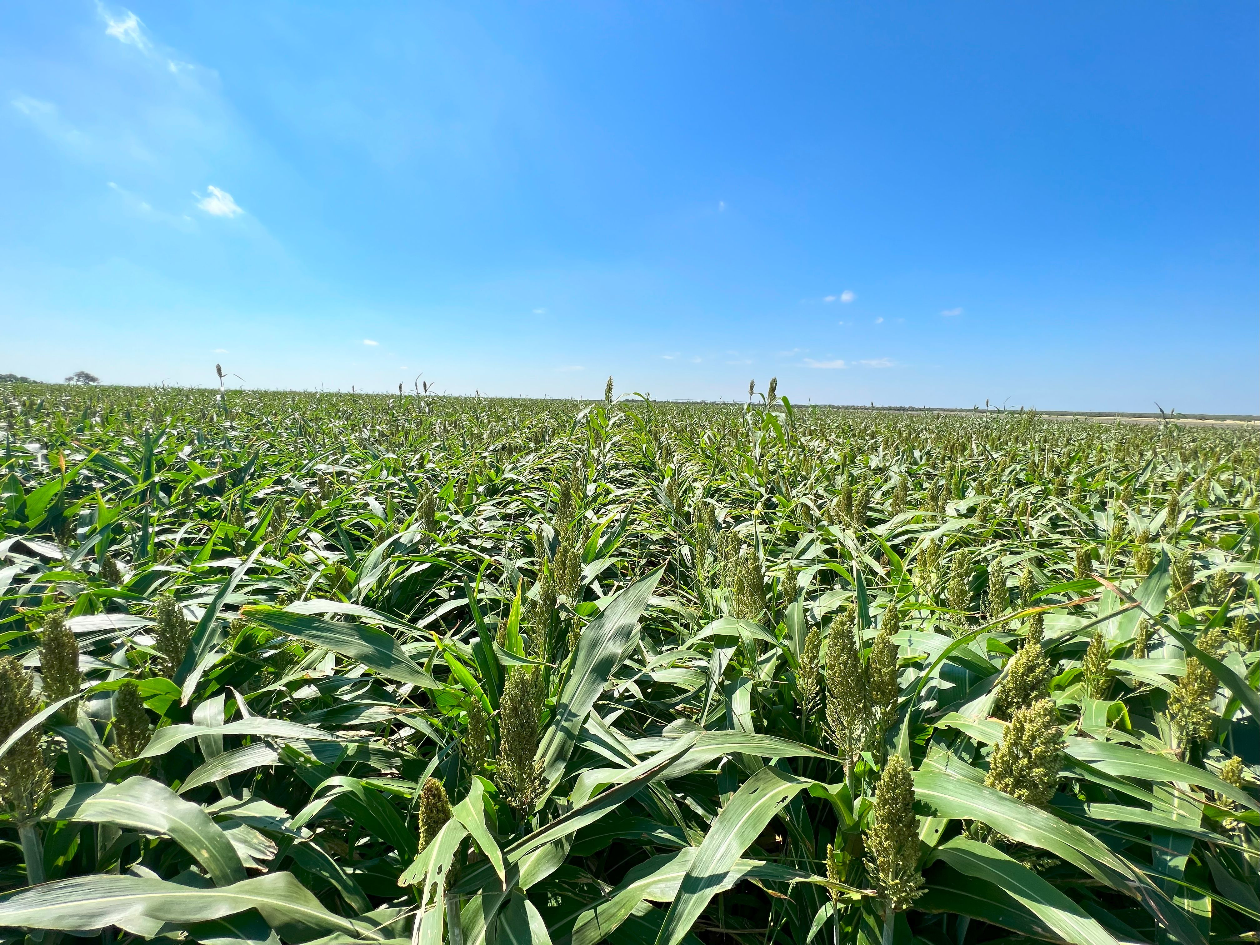 375+/- La Pryor Farm, Zavala County , La Pryor, TX 78872 - 物件實景