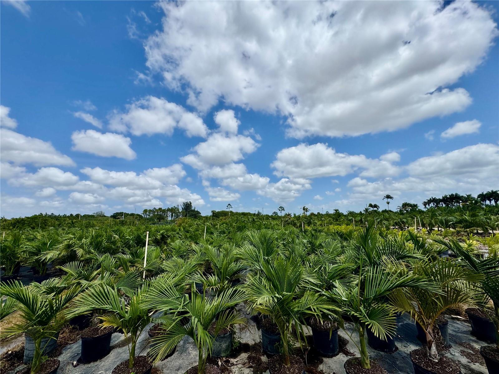 Homestead, Florida, 33034, United States, ,Land,For Sale,1985772