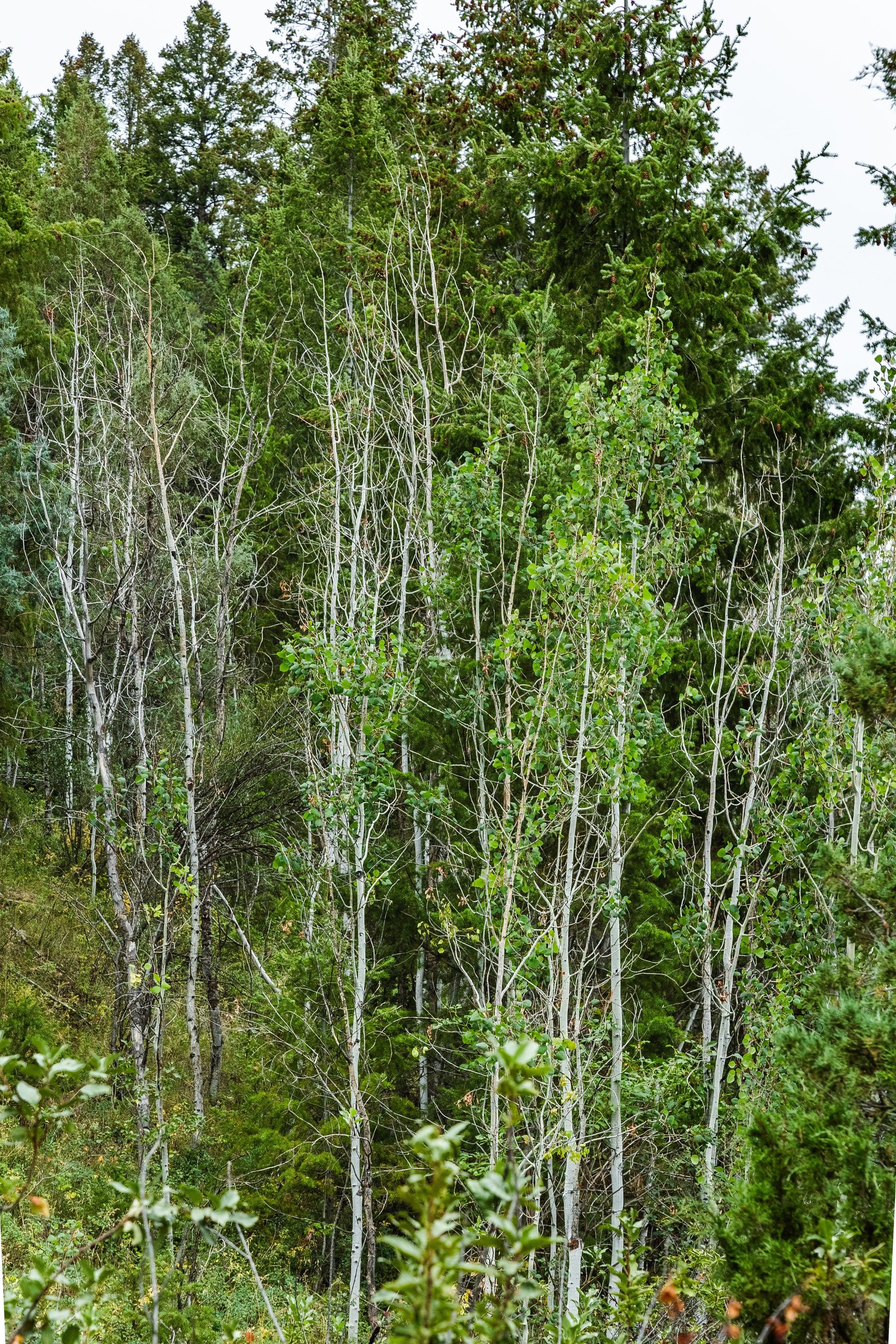  One+ Acre Off Mirror Lake Highway  Power, Septic Plan & Year Round Access - 物件實景