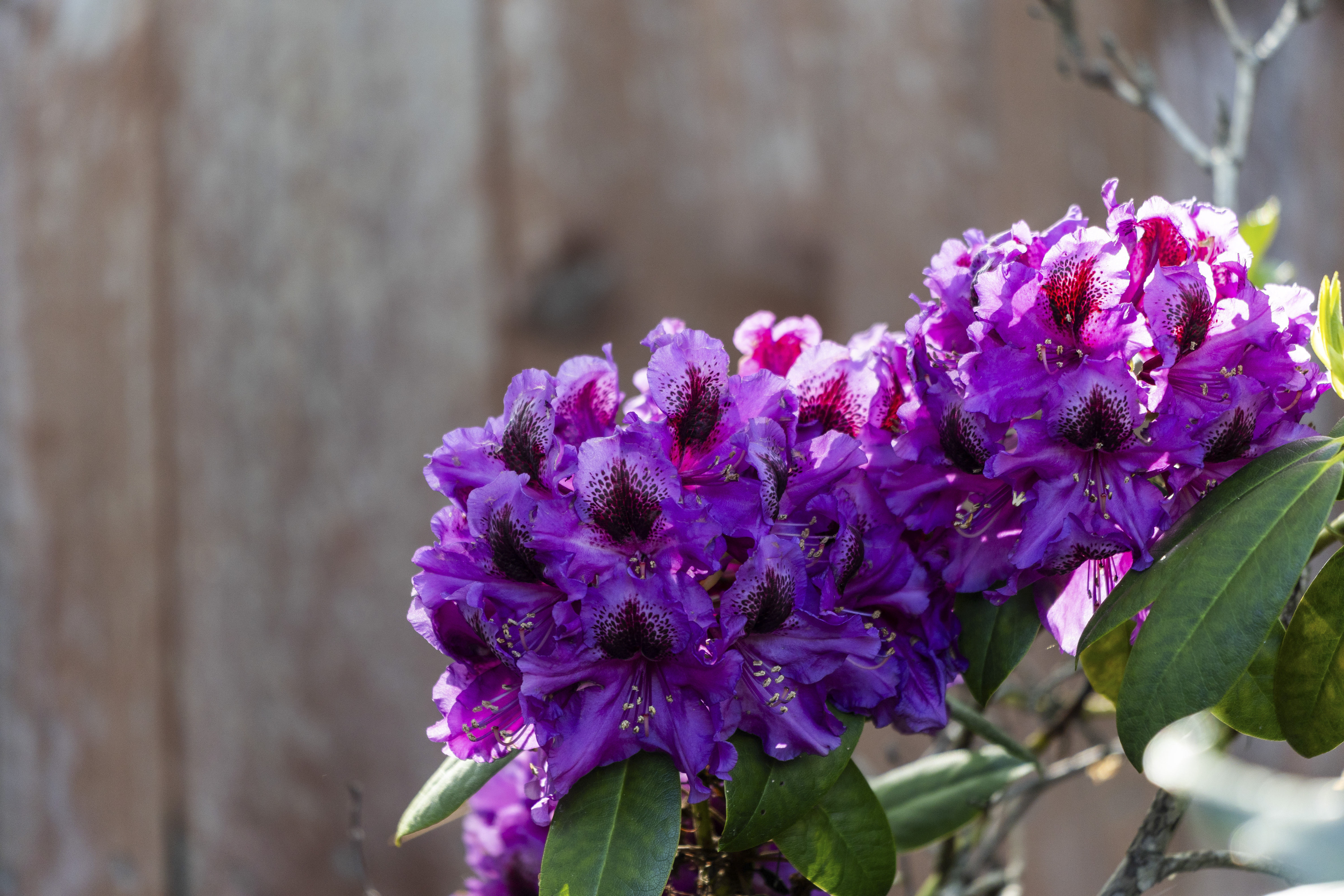  An Exceptional Wine Country Opportunity in the Heart of Yountville - 物件實景