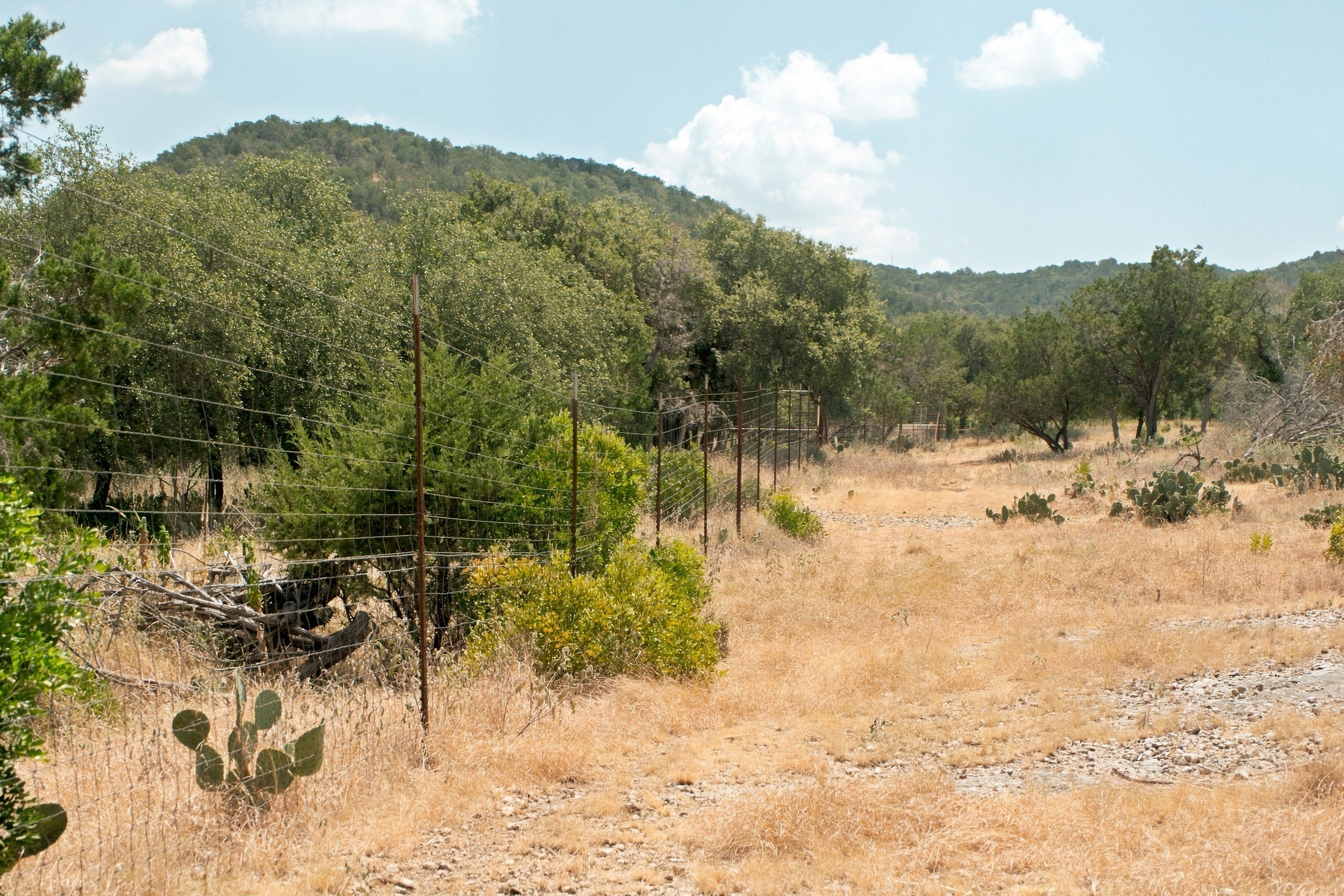 985+/- Acre 12 Springs Ranch - 物件實景