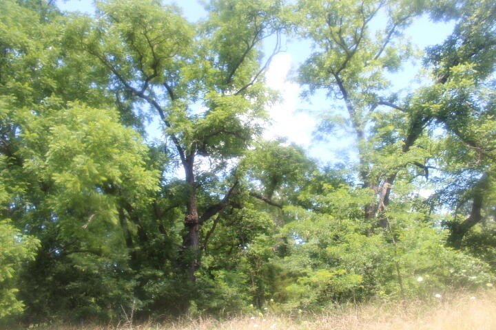 Polk, Missouri, 65727, United States, ,Land,For Sale,1980569