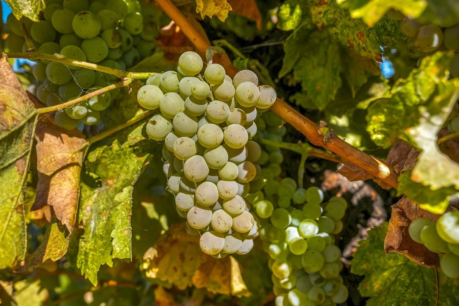 Lodi, California, 95241, United States, 4 Bedrooms Bedrooms, ,6 BathroomsBathrooms,Residential,For Sale,2005753