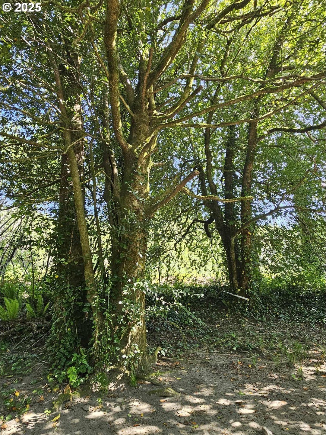 Brookings, Oregon, 97415, United States, 1 Bedroom Bedrooms, ,1 BathroomBathrooms,Residential,For Sale,1979383