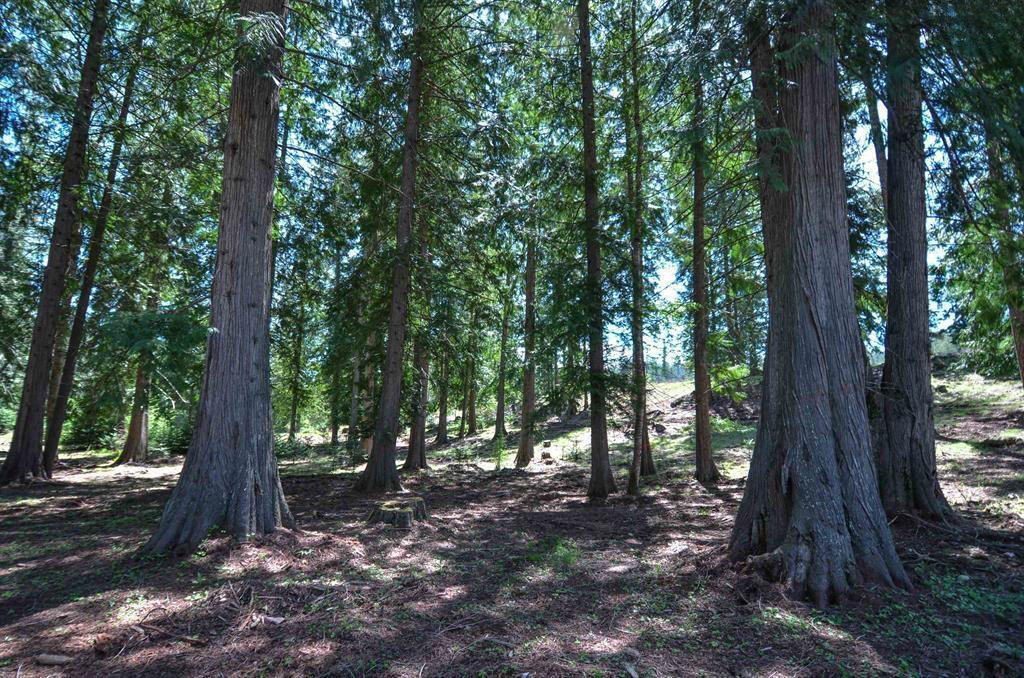 Sagle, Idaho, 83860, United States, ,Land,For Sale,1974286