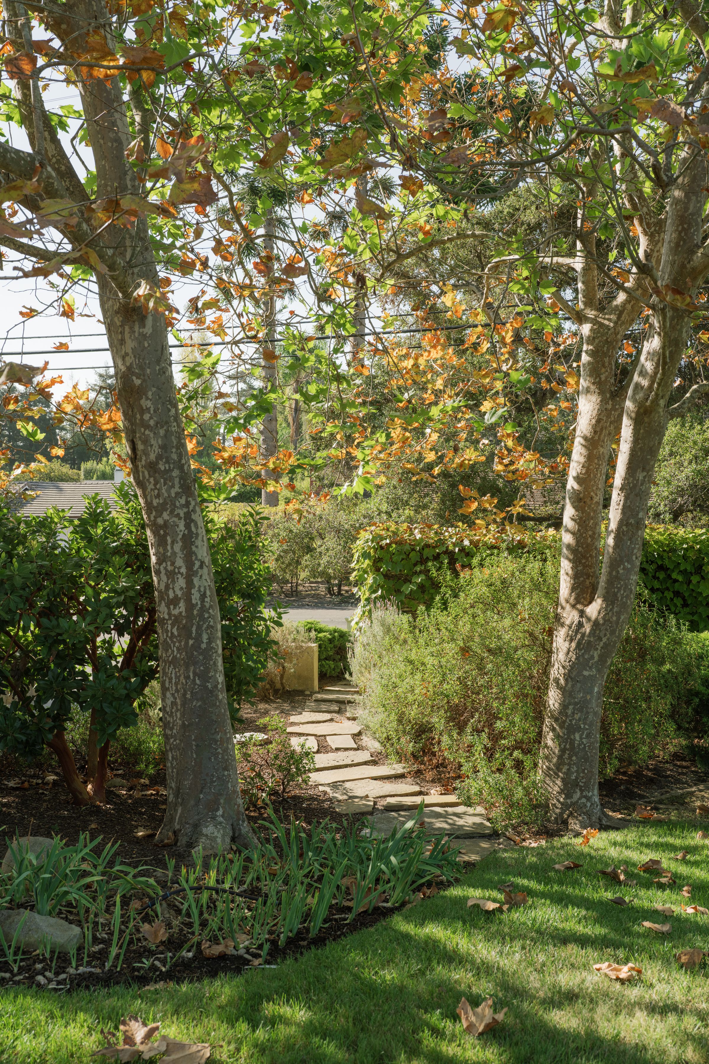  Garden Retreat in Eucalyptus Hill - 物件實景