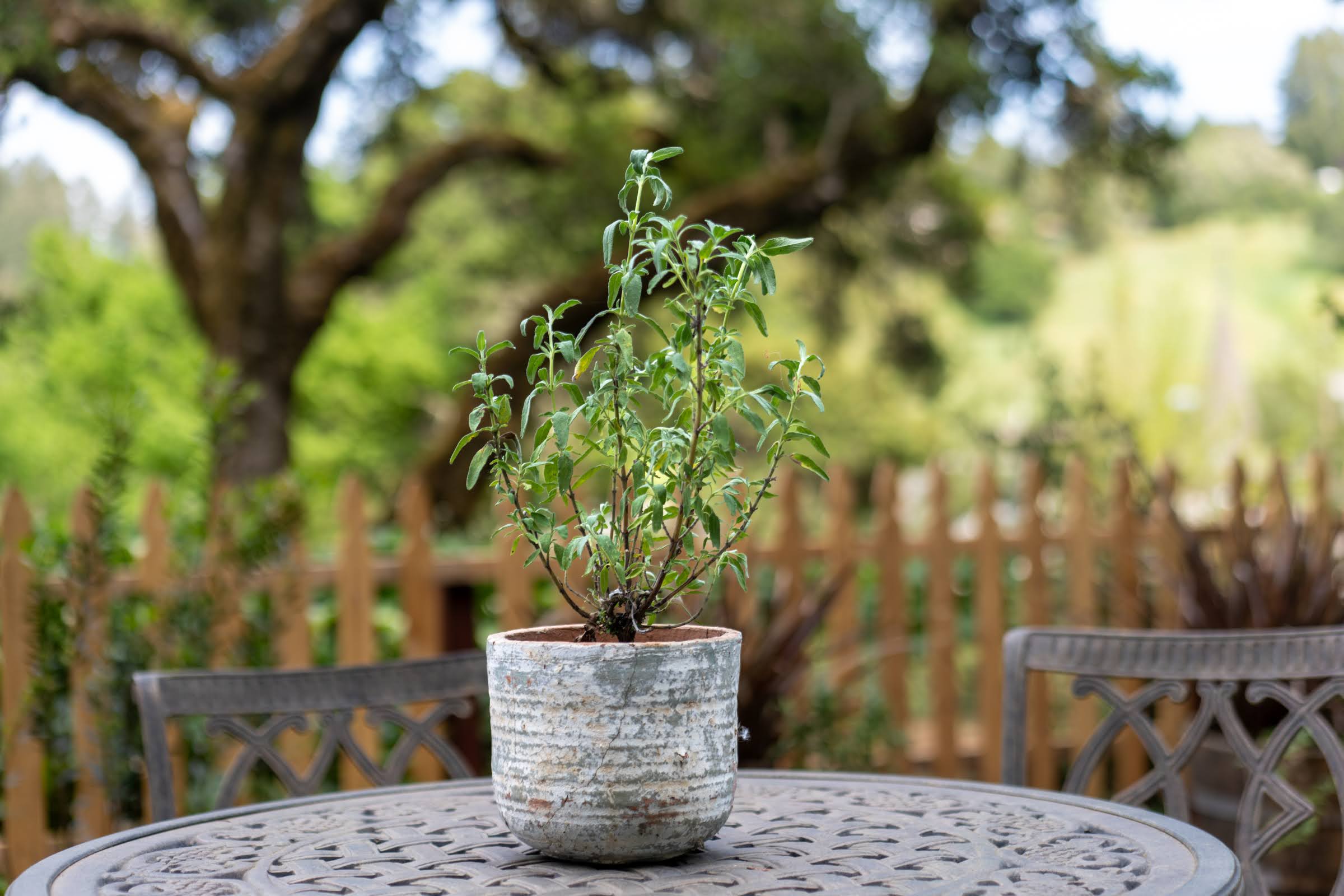  14952 Coleman Valley Road - 物件實景