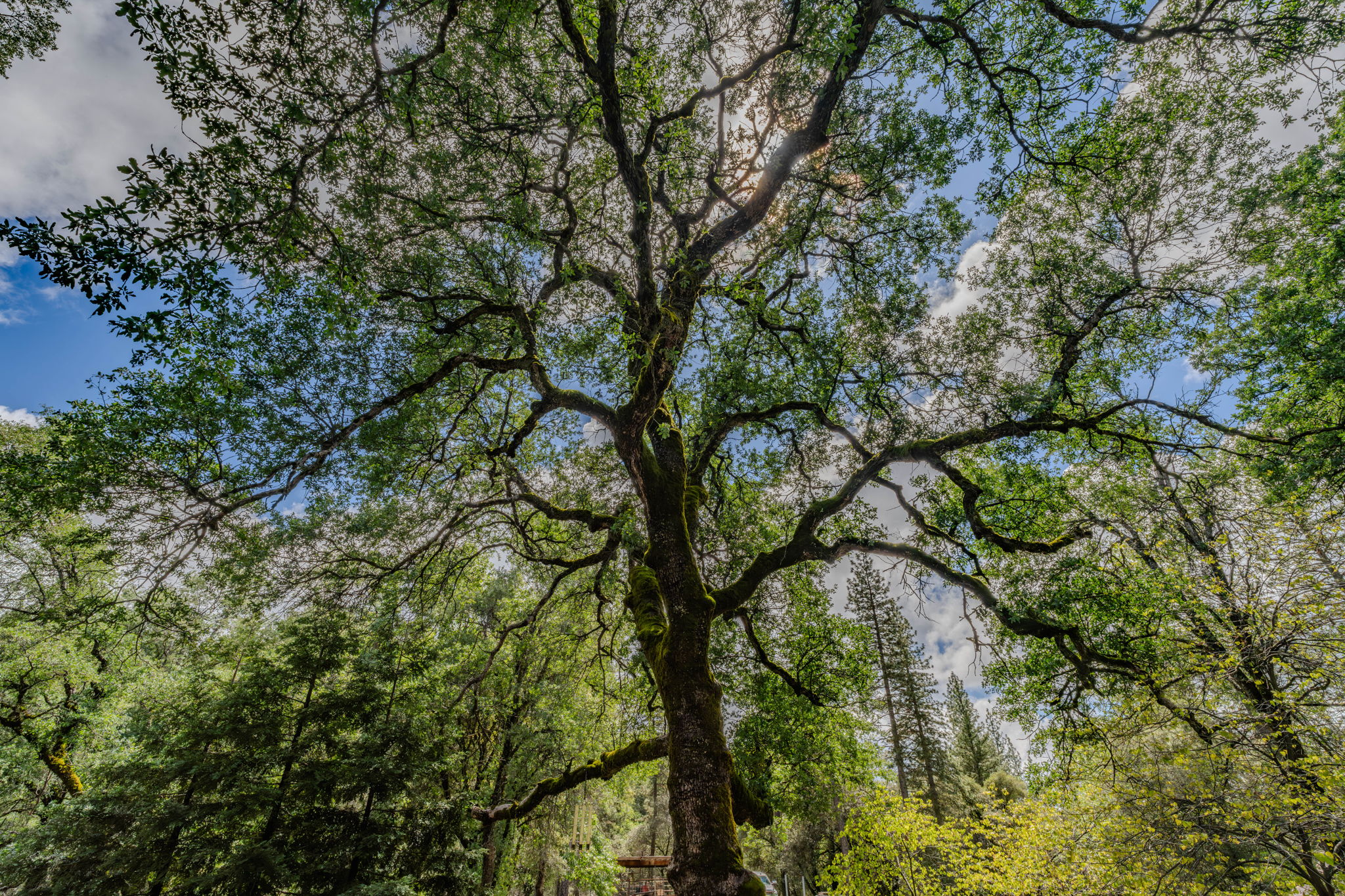  19351 Fiddletown Road, Fiddletown, CA 95629 - 物件實景