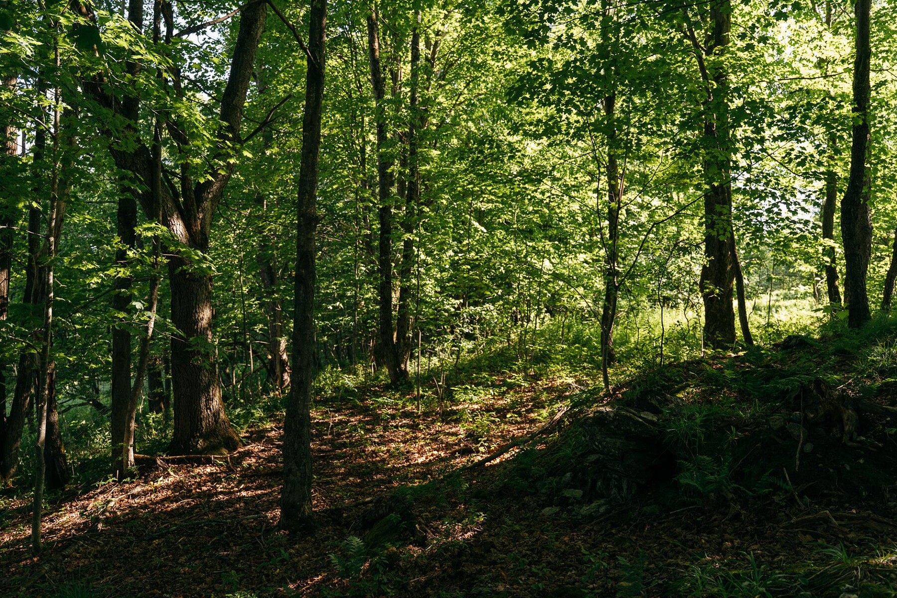  Sutton, Eastern Townships - 物件實景