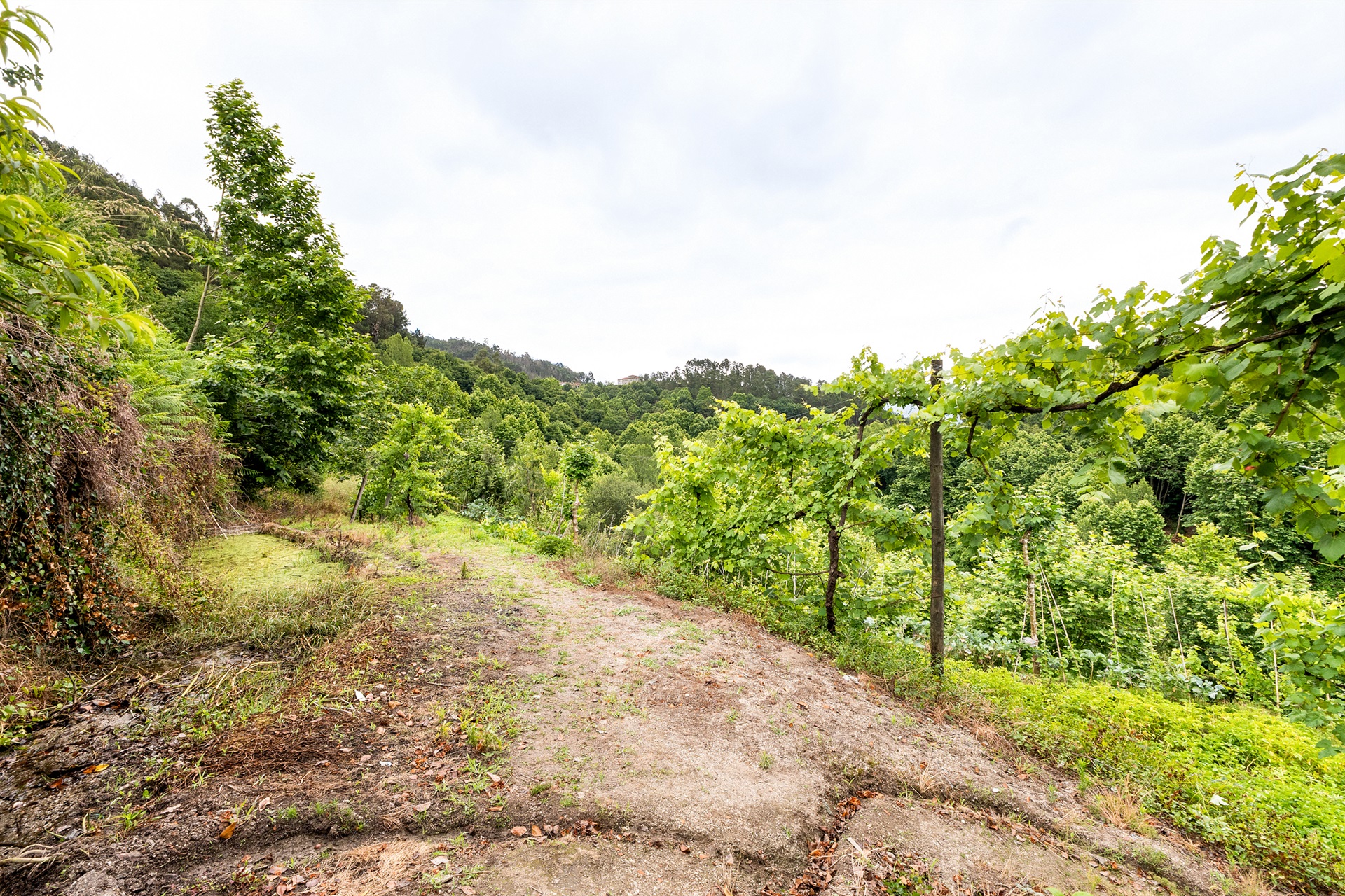  Farm, 3 bedrooms, for Sale - 物件實景