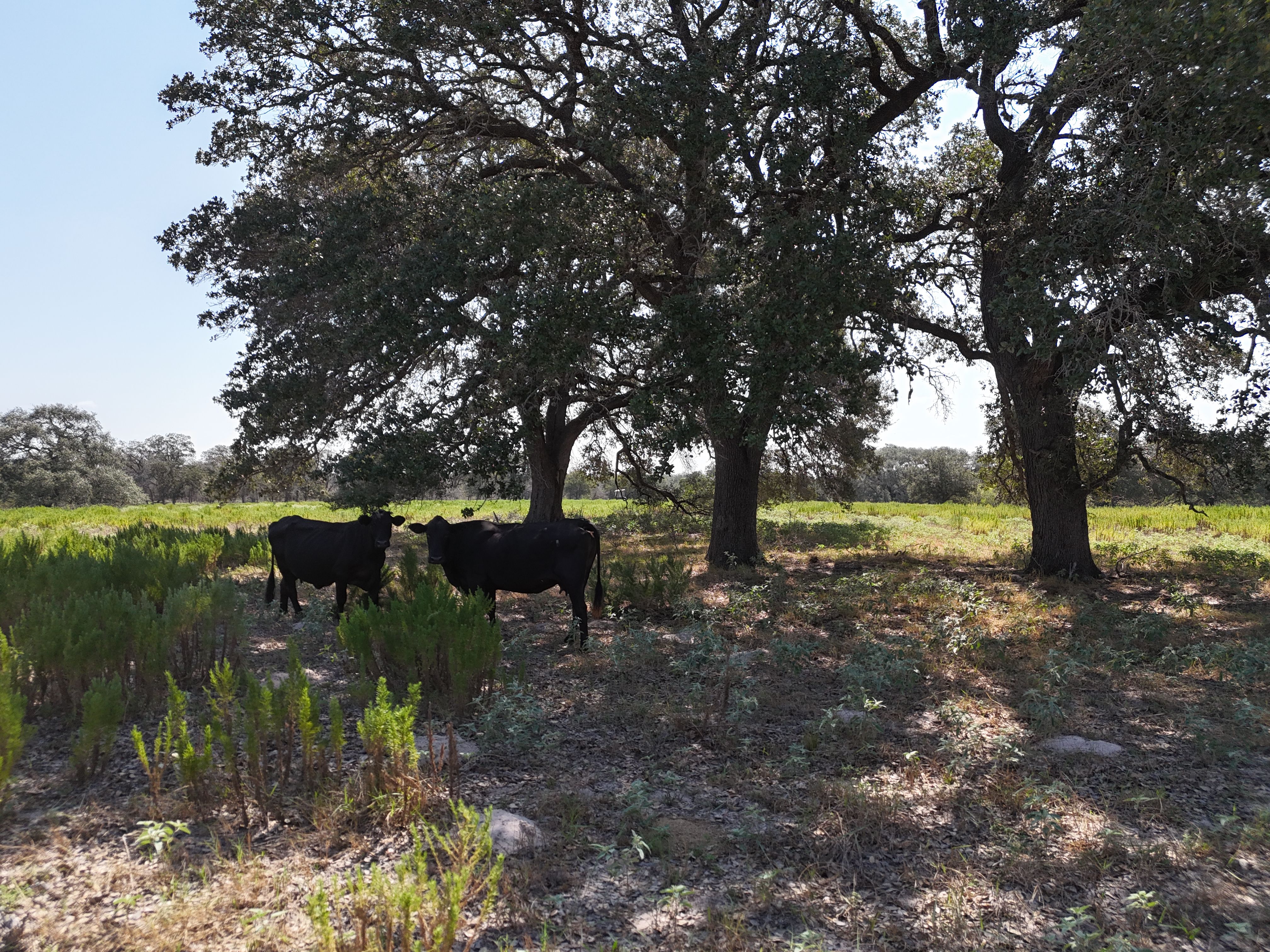  398+/- Acre Grass Pond Colony Ranch - 物件實景
