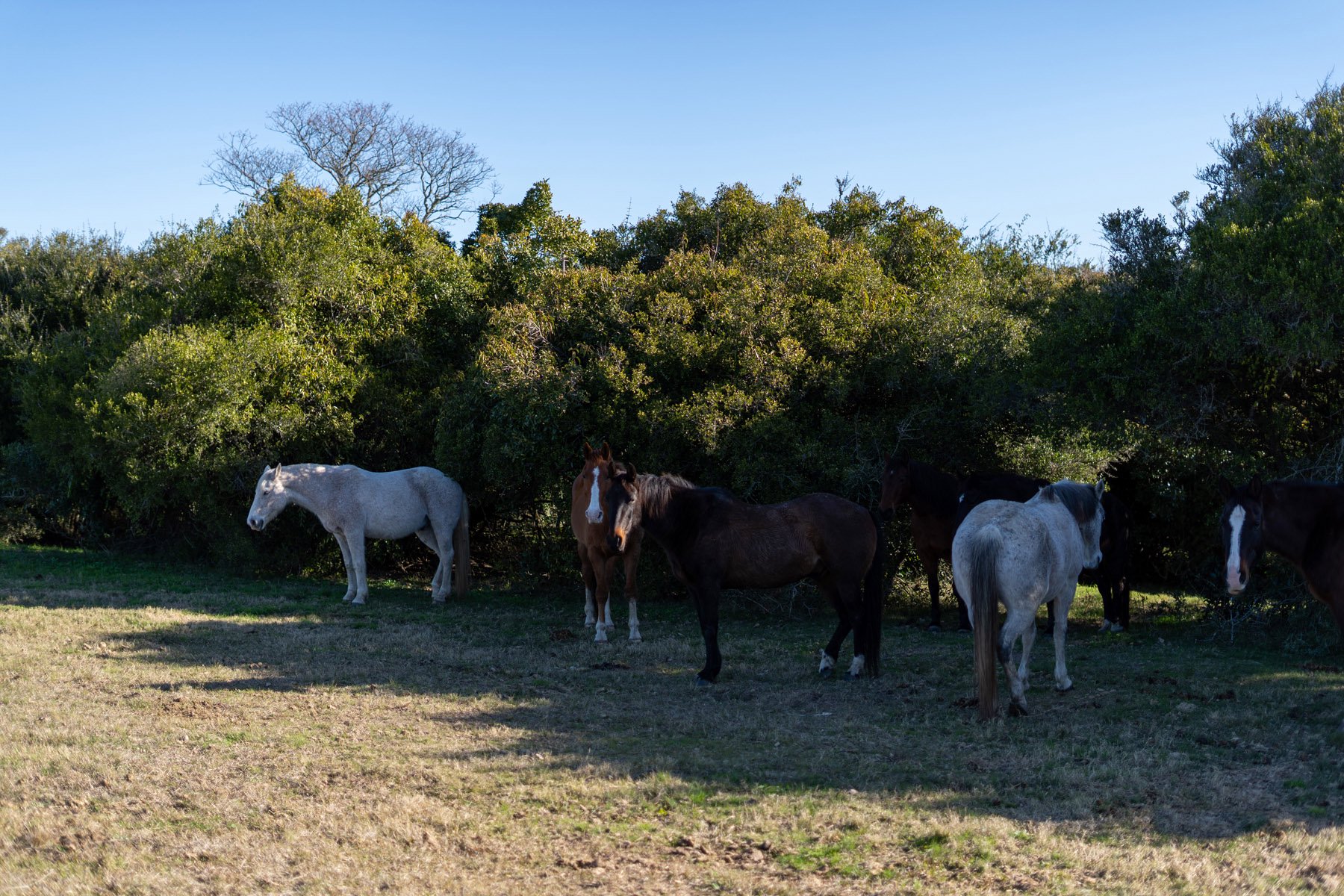  Magnificent Farm of 5 Hectares in José Ignacio - 物件實景