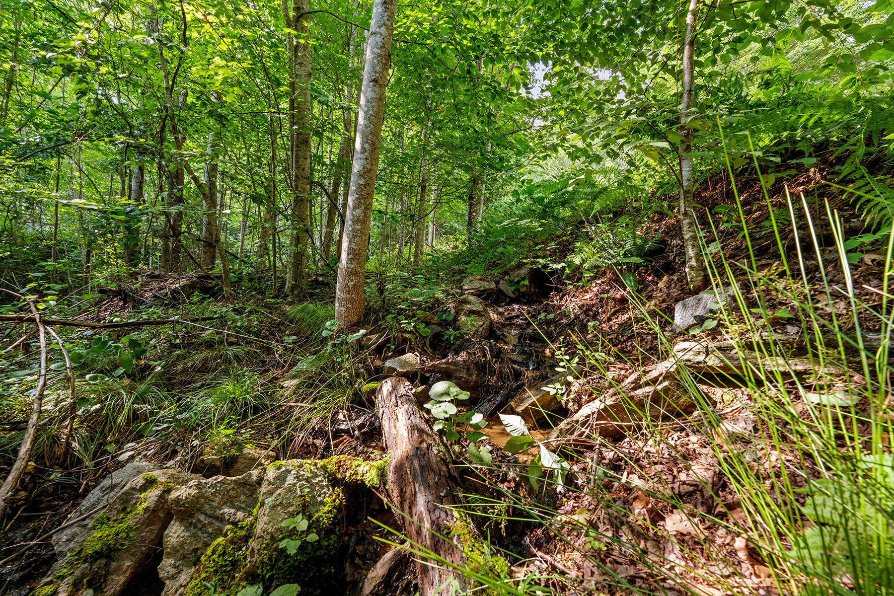  ELK PARK - HEADWATERS AT BANNER ELK - 物件實景