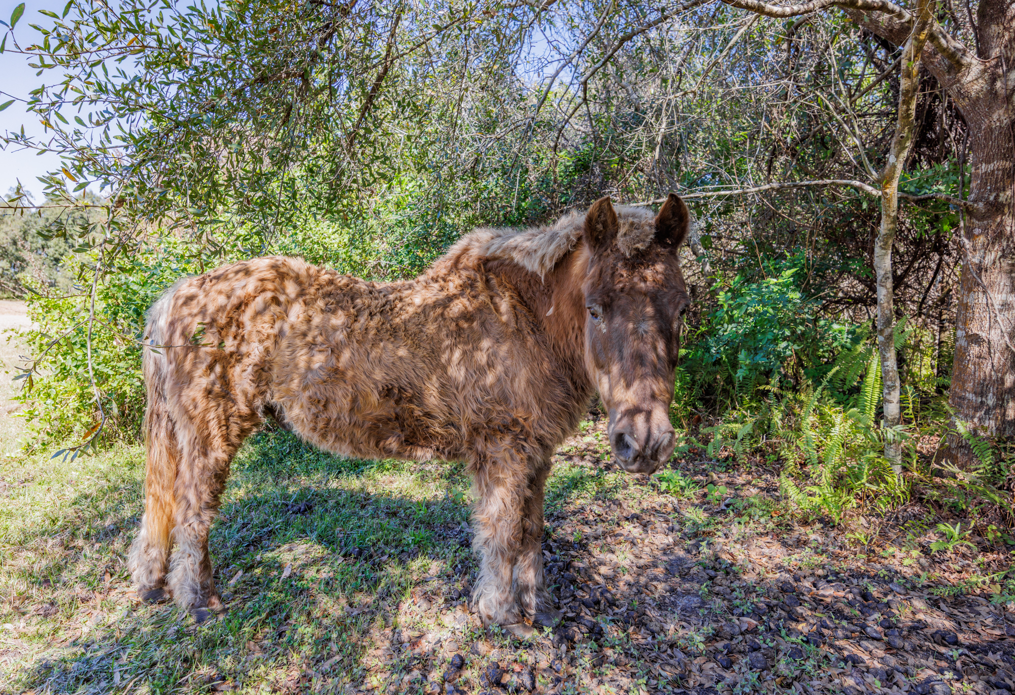 Wimauma, Florida, 33598, United States, 3 Bedrooms Bedrooms, ,2 BathroomsBathrooms,Residential,For Sale,2016610