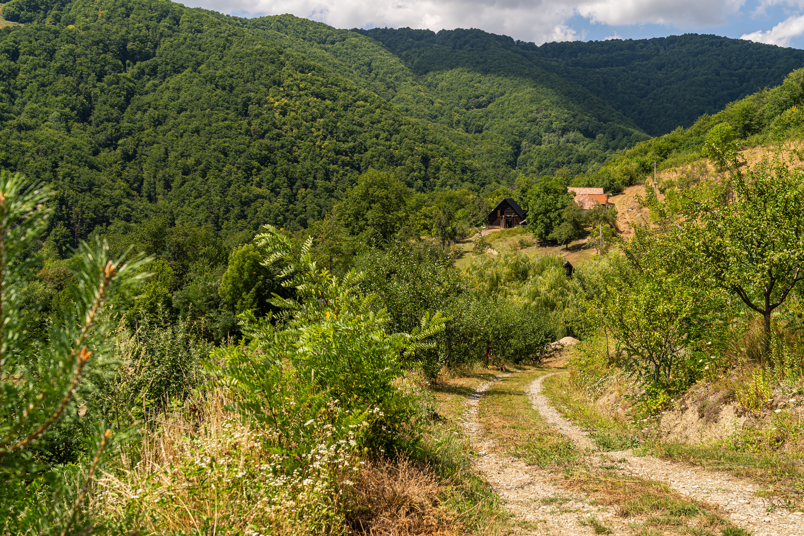  Versatile 22-Hectare Private Estate - Forested Heart of the Apuseni Mountains - 物件實景
