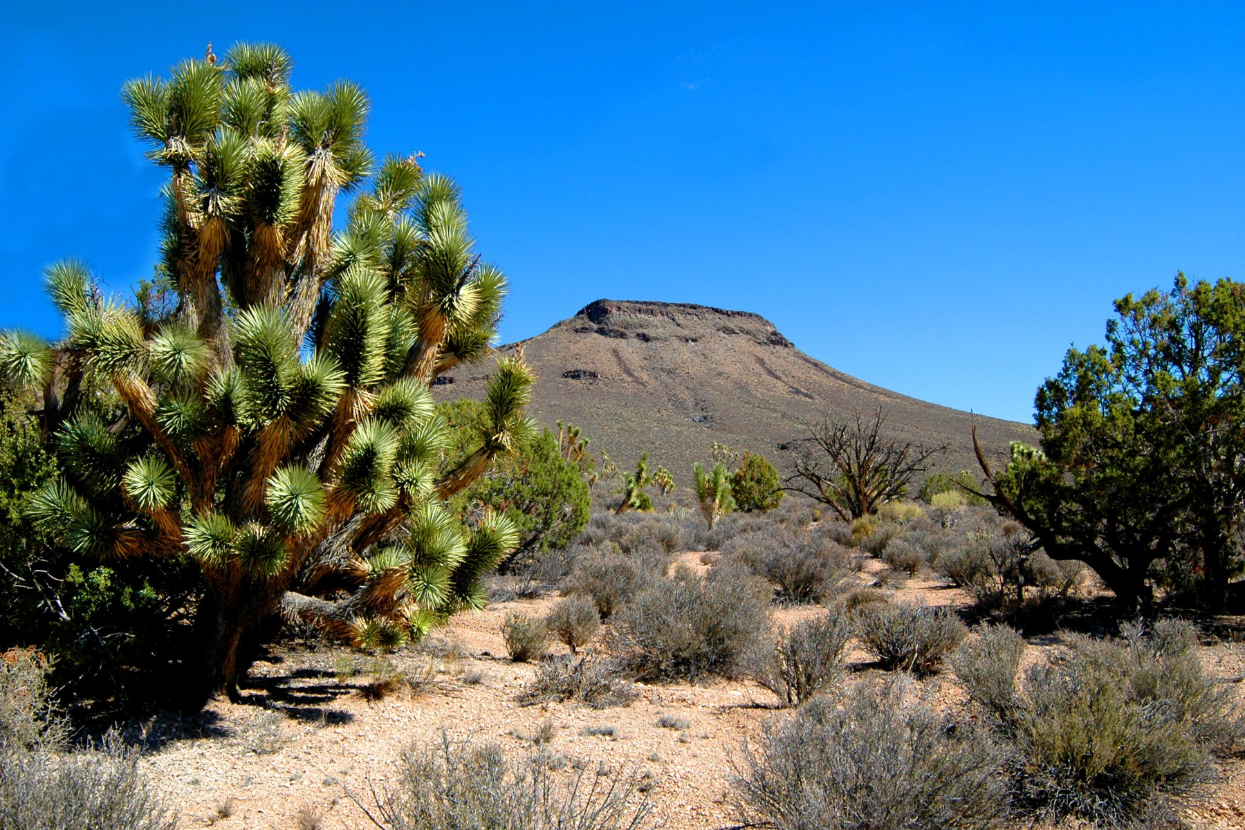  5838 E Diamond Bar Road ¦ Meadview, AZ - 物件實景