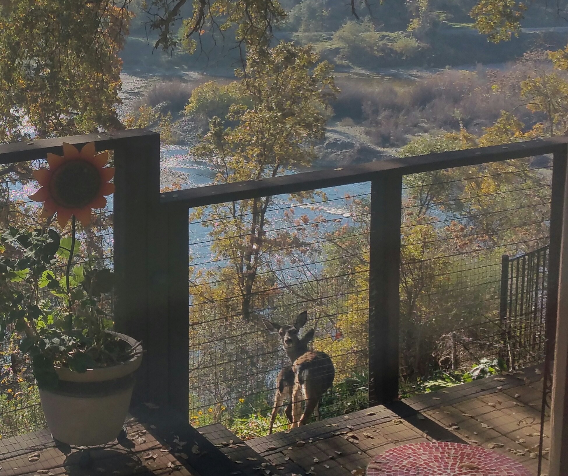  8218 Finisterre Court, Fair Oaks, CA 95628 - 物件實景