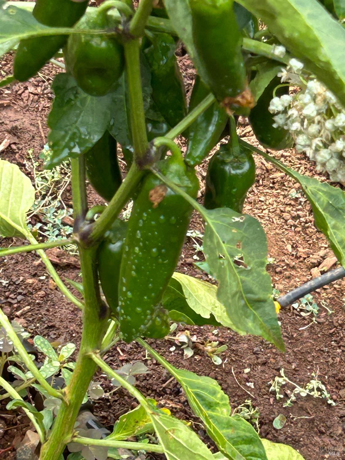 Glen Ellen, California, 95442, United States, 4 Bedrooms Bedrooms, ,3 BathroomsBathrooms,Residential,For Sale,1974615