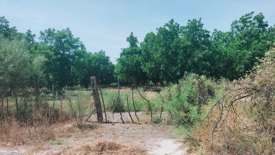Parras, Coahuila de Zaragoza, 27989, Mexico, 1 Bedroom Bedrooms, ,Residential,For Sale,1840781