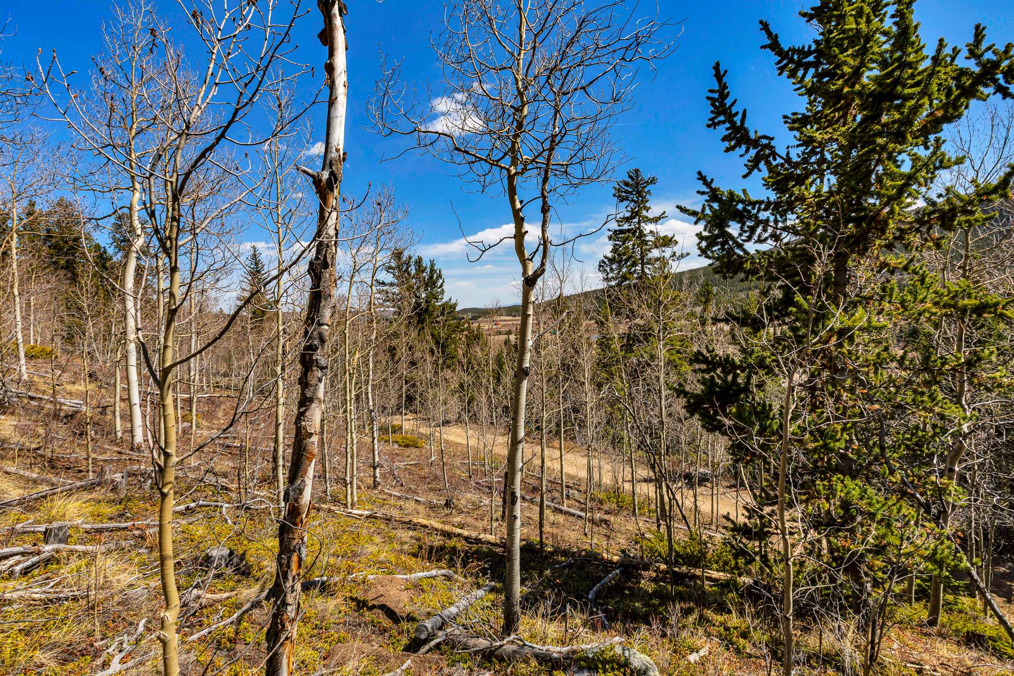  270 Co Rd 667, Alma, CO, 80440 - 物件實景