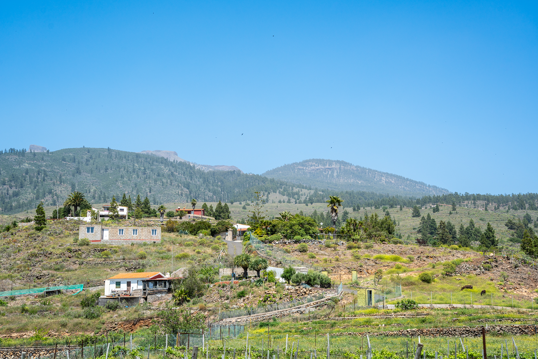  Traditional Agricultural Estate with Winery in Tenerife South - 物件實景