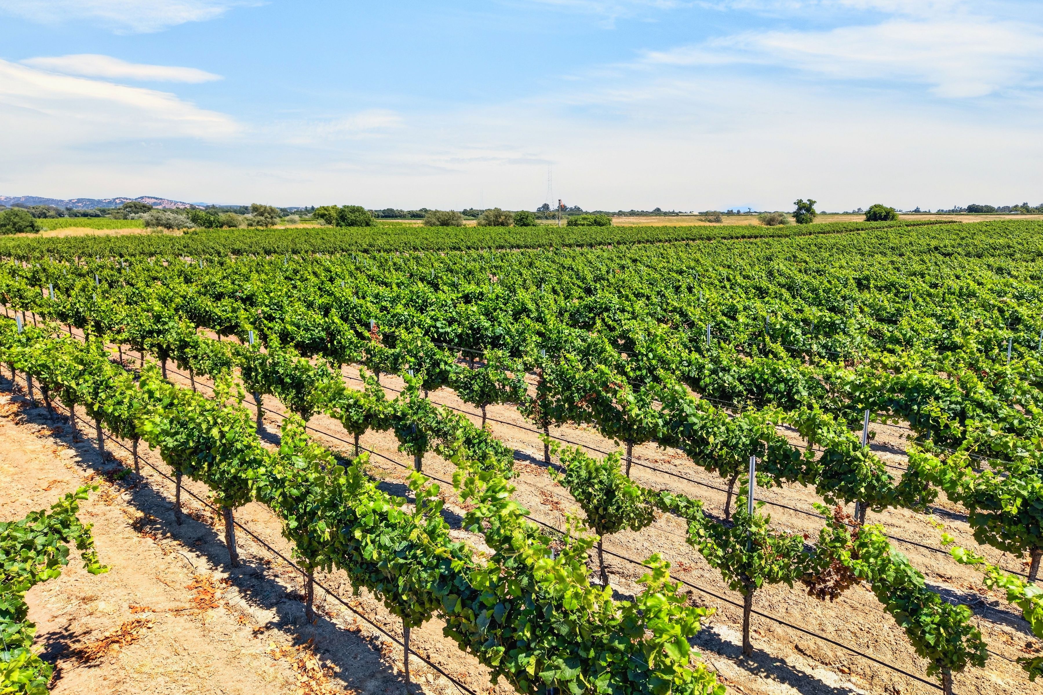  Sonoma Valley Vineyard Estate - 物件實景