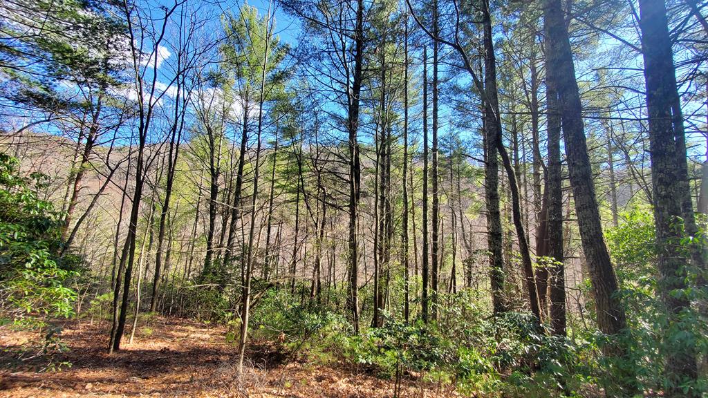 Cherry Log, Georgia, 30522, United States, ,Land,For Sale,1858995