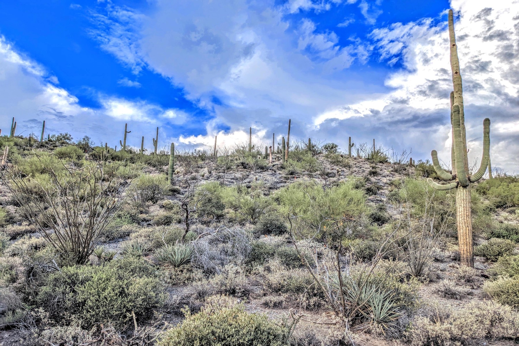  9146 E Limousin Drive¦Scottsdale, AZ - 物件實景