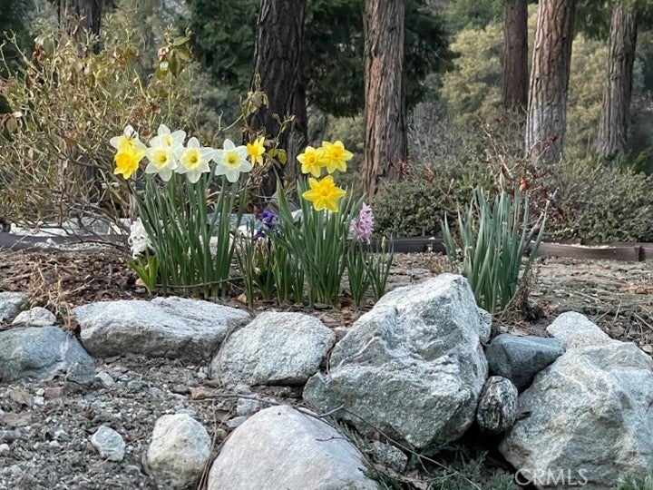 Forest Falls, California, 92339, United States, 2 Bedrooms Bedrooms, ,3 BathroomsBathrooms,Residential,For Sale,1928200